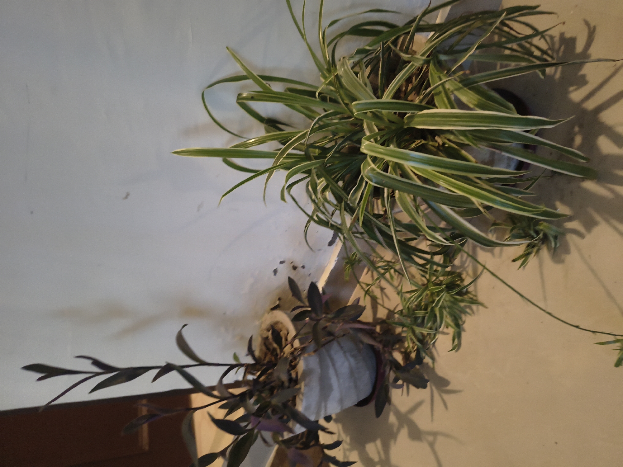 The image shows two potted plants in front of a white wall. The plant on the left has dark purple leaves and is in a textured grey pot. The plant on the right has long, variegated green and white leaves and is in a similar grey pot. The plants are positioned on a light-colored floor. Shadows of the plants are cast on the wall and floor, suggesting an indoor setting with artificial light or indirect sunlight. There is a dark brown door visible in the upper left corner of the image. The overall scene appears to be a domestic or indoor space. The location of Haini, India is not discernible from the visual elements of the image.