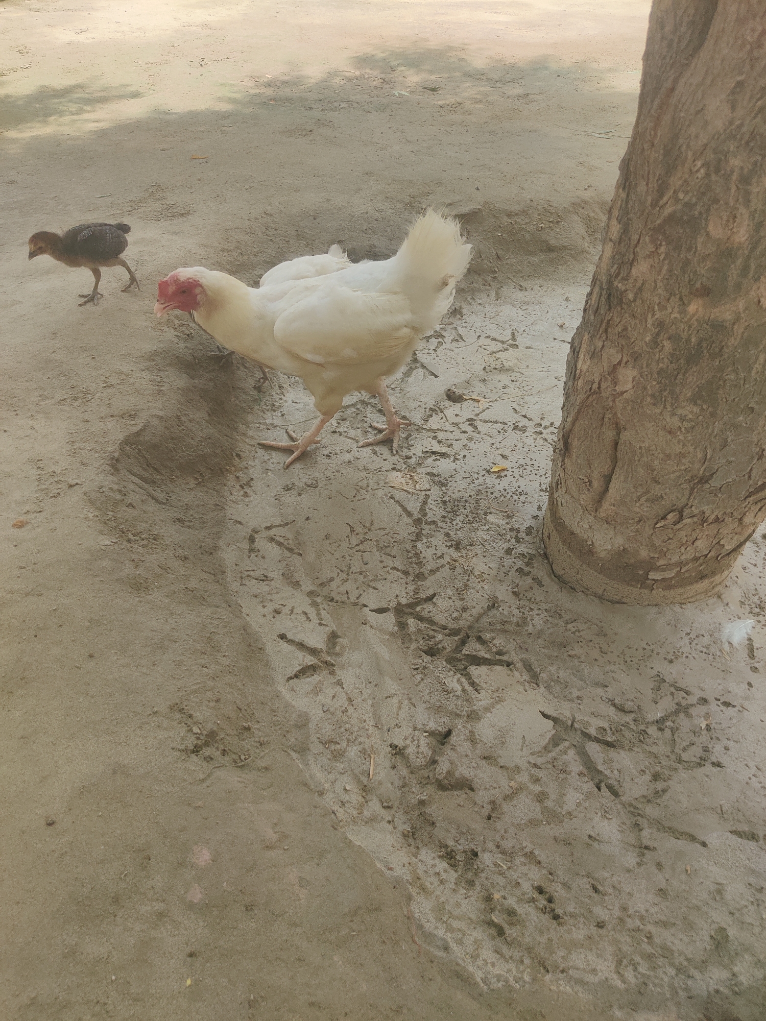 A high-angle medium shot captures a brown chick and a white hen in an outdoor setting with sandy ground. The chick, to the left of the frame, is facing left and walking away from the hen. The hen, positioned in the center, is facing left with its head down, appearing to peck at the ground. A thick, brown tree trunk occupies the right side of the image. The ground is covered with sand, showing numerous bird footprints, especially in the lower portion of the frame. Shadows of foliage are visible on the ground in the upper left corner. The overall scene suggests a natural environment, possibly in a rural or semi-urban area, typical of Chak No. 173 TDA, Pakistan, where such poultry are commonly found.