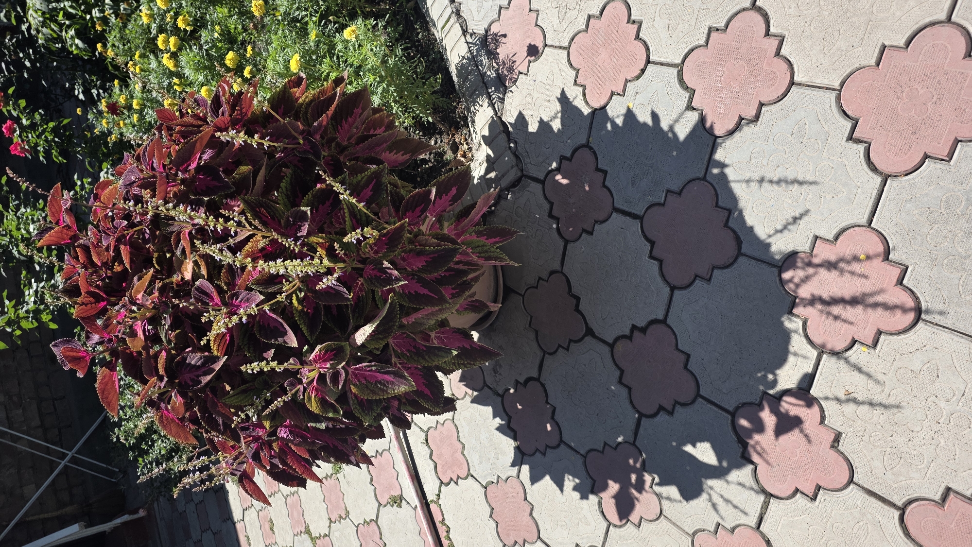In the city of Tokmok, Kyrgyzstan, a potted coleus plant with large, variegated leaves in shades of burgundy, green, and pink sits on a patterned paving stone walkway. The walkway consists of alternating grey and pink clover-shaped pavers. A dense shadow of the plant is cast across the pavers. In the background, a brick wall and lush green foliage are visible, with small yellow flowers and a few red roses blooming among the greenery. The scene appears to be outdoors on a sunny day.