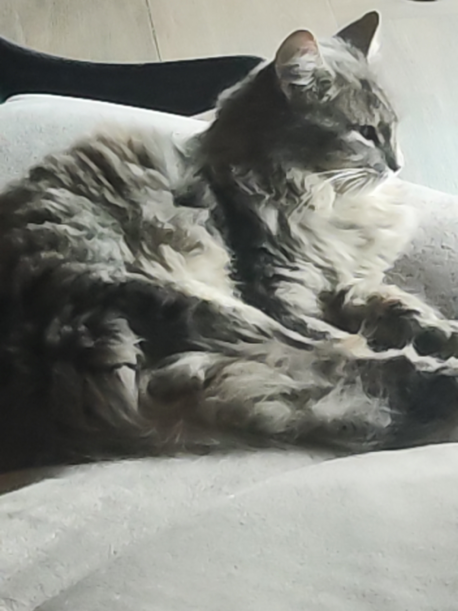 A gray and white long-haired cat is lying on a light-colored surface, possibly a sofa or cushion. The cat is resting its head and paws, and its gaze is directed toward the right side of the frame. The background includes a dark object, possibly a leg, and a wooden floor. There is no evidence to suggest the location is Chaikovsky, Russia.