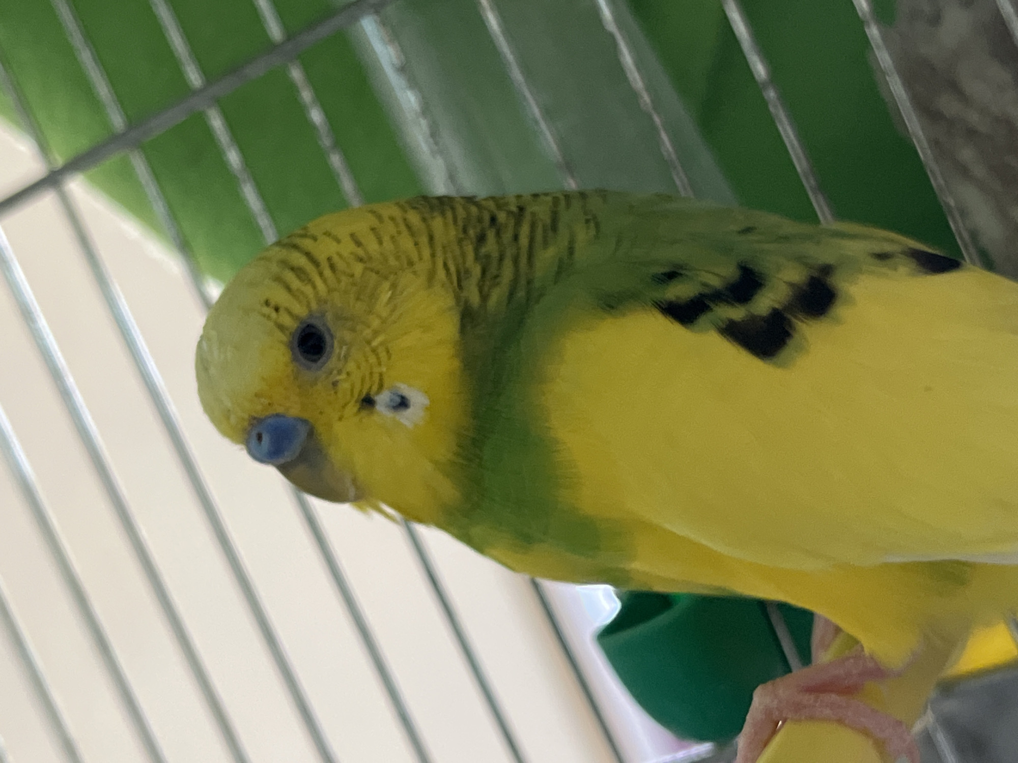 A close-up shot shows a yellow and green budgie bird perched inside a cage. The bird has a blue beak and is positioned slightly to the left of the frame. The cage bars are visible in the background, and a green dish or feeder is also visible. No information suggests that the image was taken in Shumen, Bulgaria.