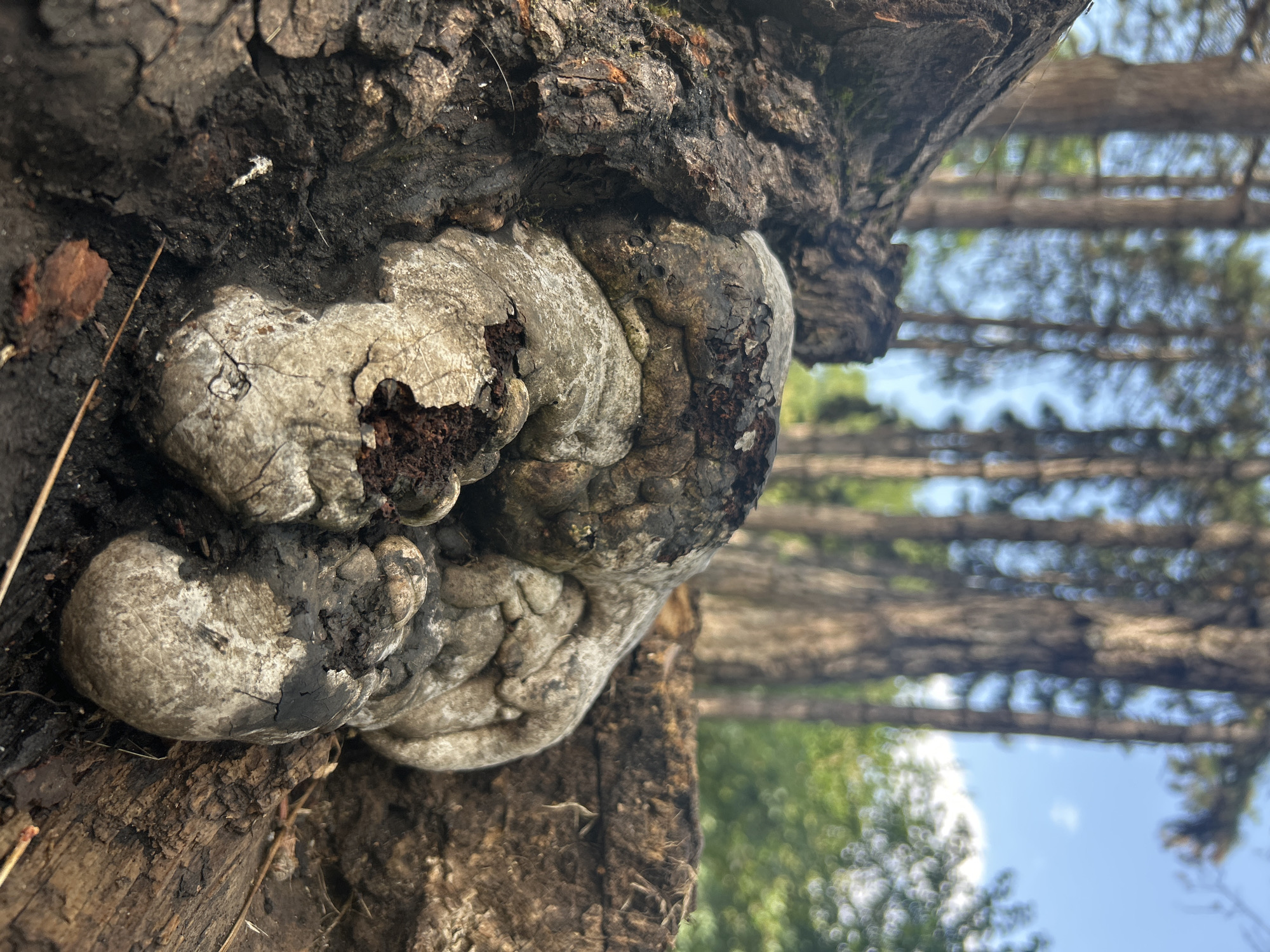 A close-up, low-angle shot focuses on a large, light-colored fungal growth on a decaying tree trunk, set against a blurred backdrop of a forest with tall trees and a bright blue sky. The fungus appears roughly textured, with areas of dark discoloration and exposed dark soil within its crevices. The bark of the tree is dark and cracked, with some visible orange hues. The surrounding environment suggests a natural, wooded area, possibly within a park or forest reserve. No people or animals are visible in the image.