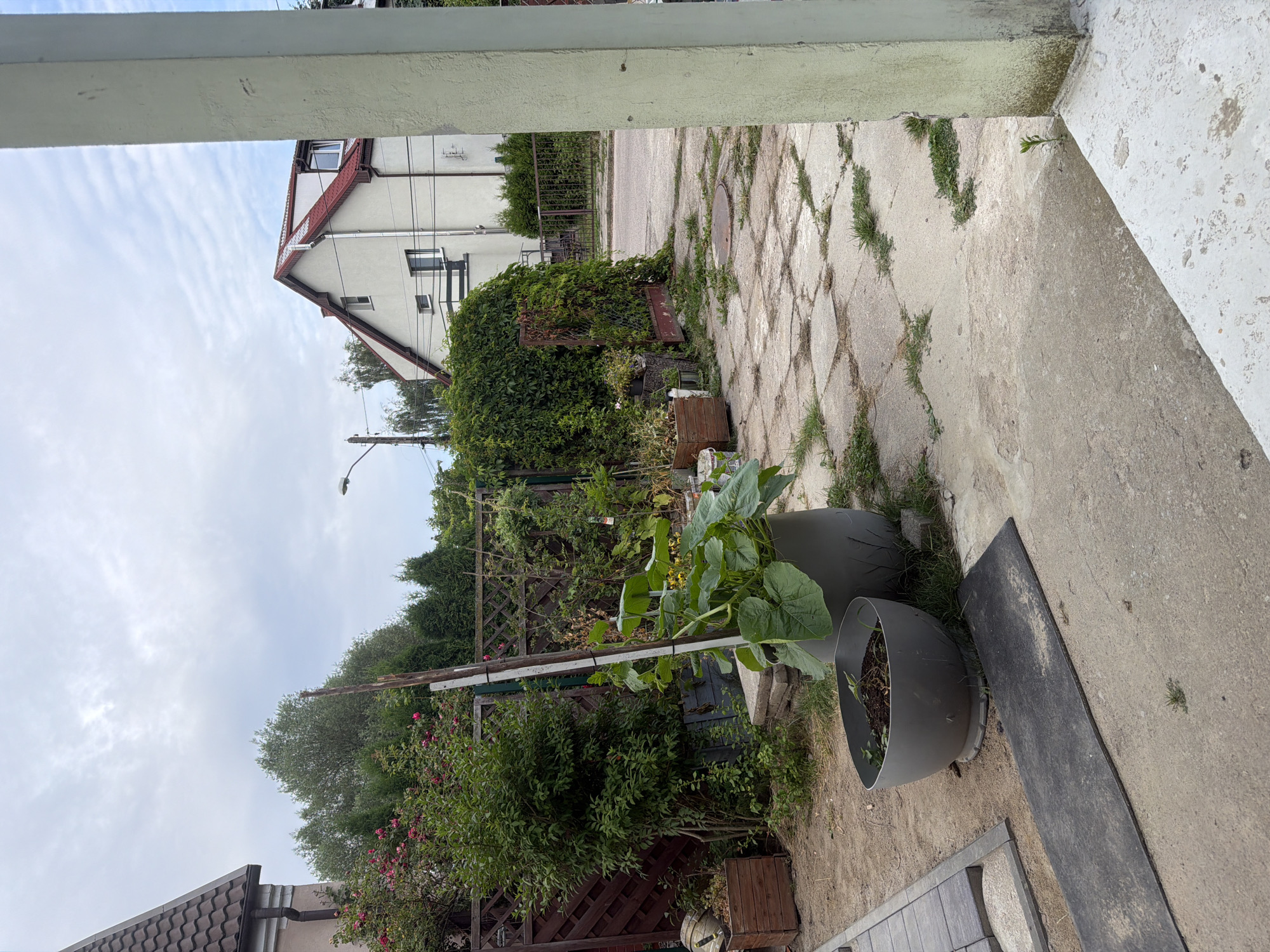 The image depicts a backyard area with various plants, pots, and a building in the background. A large potted plant with broad green leaves, possibly a pumpkin or squash, is prominent in the foreground, supported by a vertical stake. Adjacent to it is a smaller, wider pot containing soil and a few small plants. The ground is a mixture of sand and scattered concrete paving stones, some of which are overgrown with grass. A wooden fence with a diamond pattern encloses part of the yard, and another fence with vertical slats is visible further back. Lush green foliage from trees and bushes lines the fences and partially obscures a white building with a red roof. A street and more vegetation are visible beyond the fences. The sky is overcast with scattered clouds. The scene appears to be a residential backyard in a suburban or urban setting.