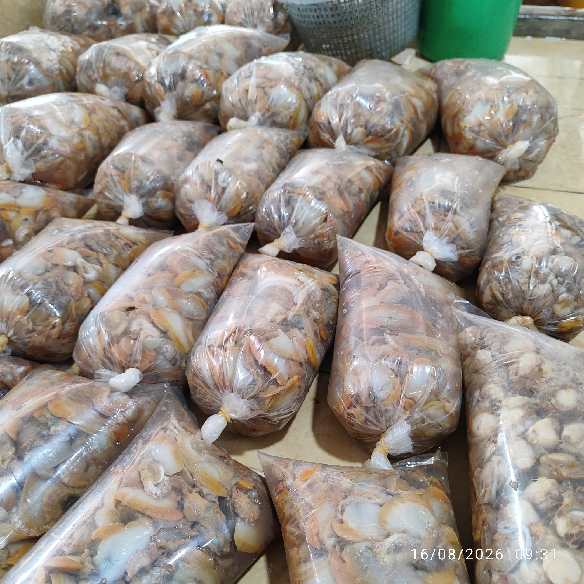 The image depicts a close-up view of numerous clear plastic bags filled with what appears to be shellfish, possibly scallops or clams, packed tightly together. The shellfish are various shades of white, cream, and orange, with visible muscle tissue and shells. The bags are tied shut with yellow rubber bands or similar ties. Some of the bags are stacked, creating a dense display of the product. The background is indistinct, but suggests a tiled floor or countertop. The lighting is bright and even, highlighting the contents of the bags. A timestamp "16/08/2026 09:31" is visible in the lower right corner of the image. The scene is indoors, likely in a commercial setting such as a market or processing facility. No specific location in the city of Pembaharuan, Indonesia can be determined from the visual information provided.