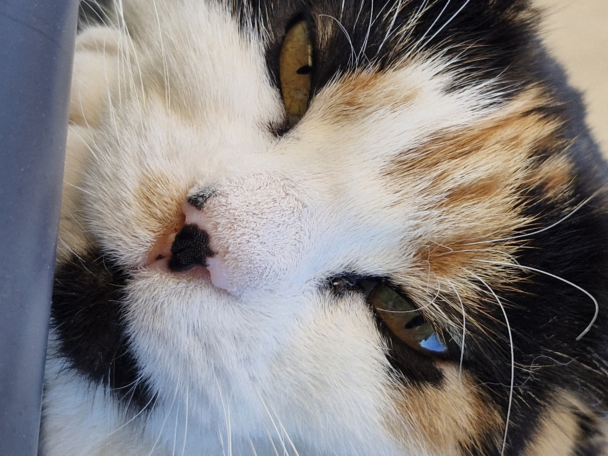 The image is a close-up, slightly tilted, eye-level shot of a calico cat's face. The cat has patches of white, black, and orange fur. Its eyes are partially closed, with the left eye clearly visible and the right eye mostly obscured. The cat's nose is pink with black markings, and it has long white whiskers. The background is a plain, muted color, possibly a surface the cat is resting on. There are no discernible landmarks or elements that would suggest a specific location in Klaipėda, Lithuania.