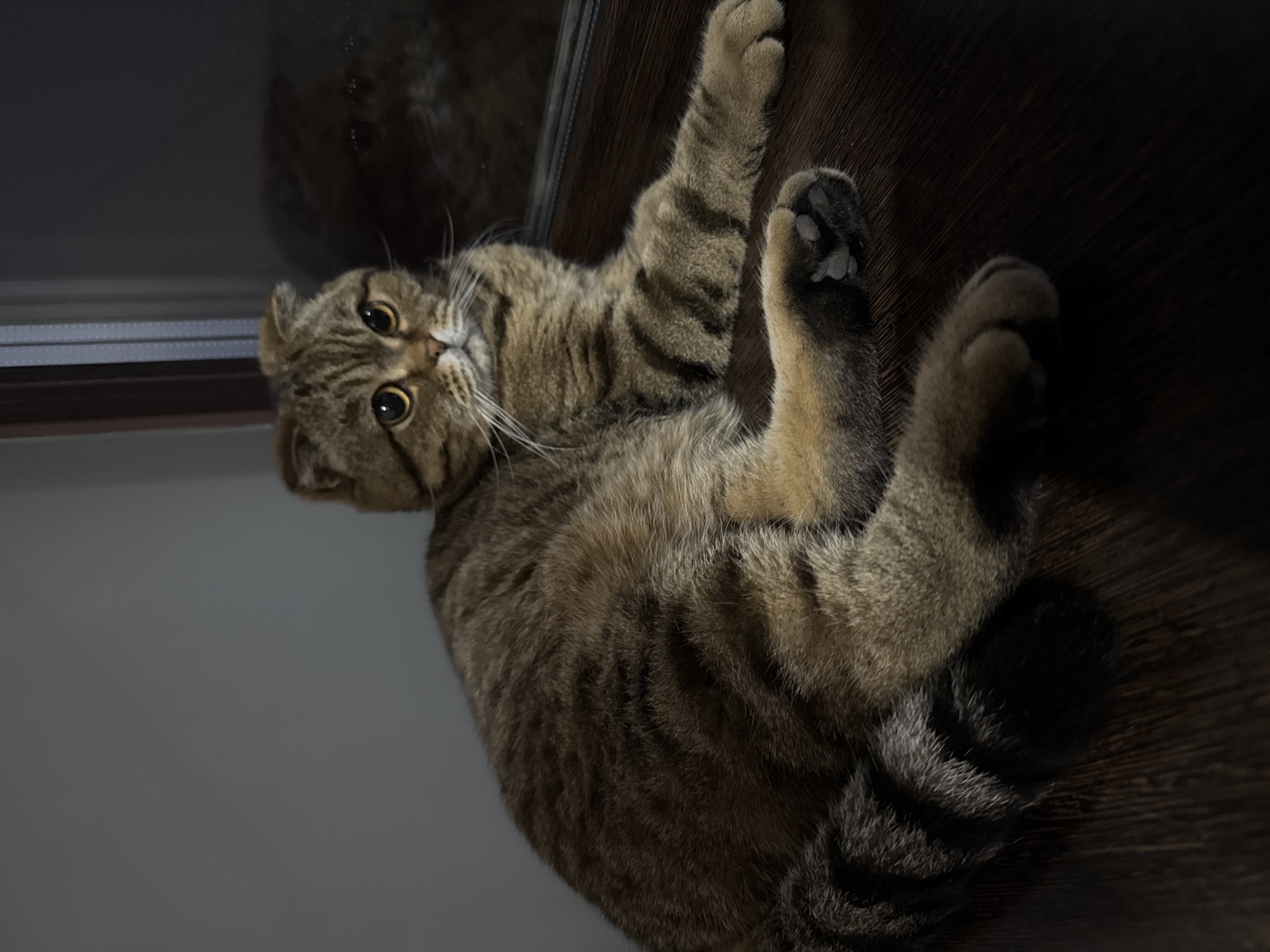 A Scottish Fold cat with tabby markings lies on a dark wooden surface. The cat is facing to the right, with its head turned slightly towards the camera. Its fur is a mix of brown and black stripes, and its eyes are wide and amber. To the right of the cat, a window or glass surface reflects the surroundings. The background is a plain, dark gray wall. The scene appears to be indoors, possibly in a residential setting in the city of Soloneshnoye, Russia.