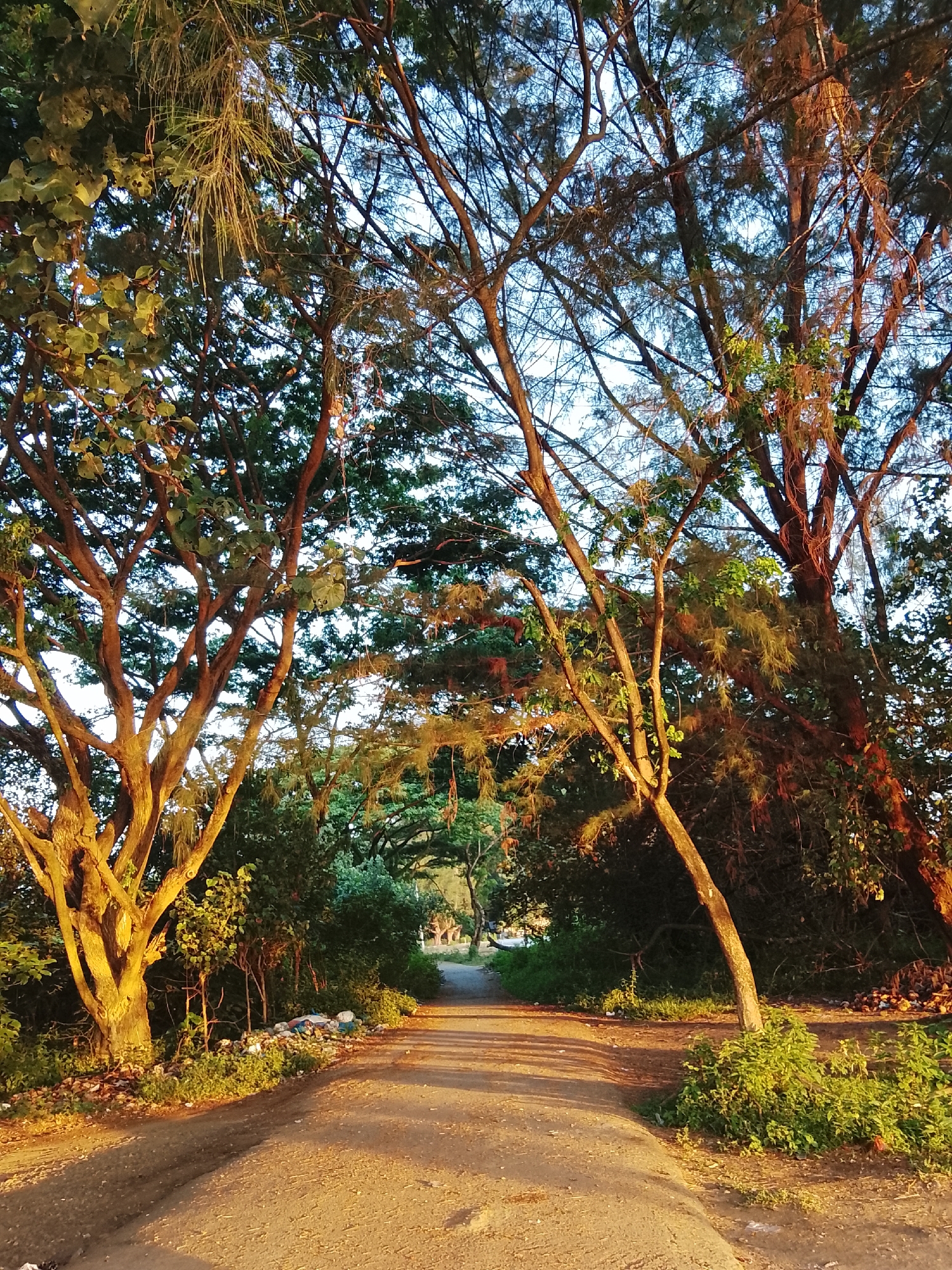 The image depicts a dirt road in Reudeuep, Indonesia, lined with lush vegetation and tall trees. The road curves gently into the distance, disappearing into a canopy of leaves. The sunlight filters through the trees, casting long shadows across the path and illuminating the foliage with a warm, golden glow. The trees themselves are a mix of species, with some featuring thick, gnarled trunks and others with more slender, branching forms. The branches are draped with moss and vines, adding to the natural, untamed feel of the scene. On the left side of the road, a pile of plastic waste is visible, contrasting with the otherwise pristine natural environment. The sky above is a pale blue, with a few wisps of clouds. The overall impression is one of peaceful, natural beauty, with a touch of human impact in the form of the discarded waste.