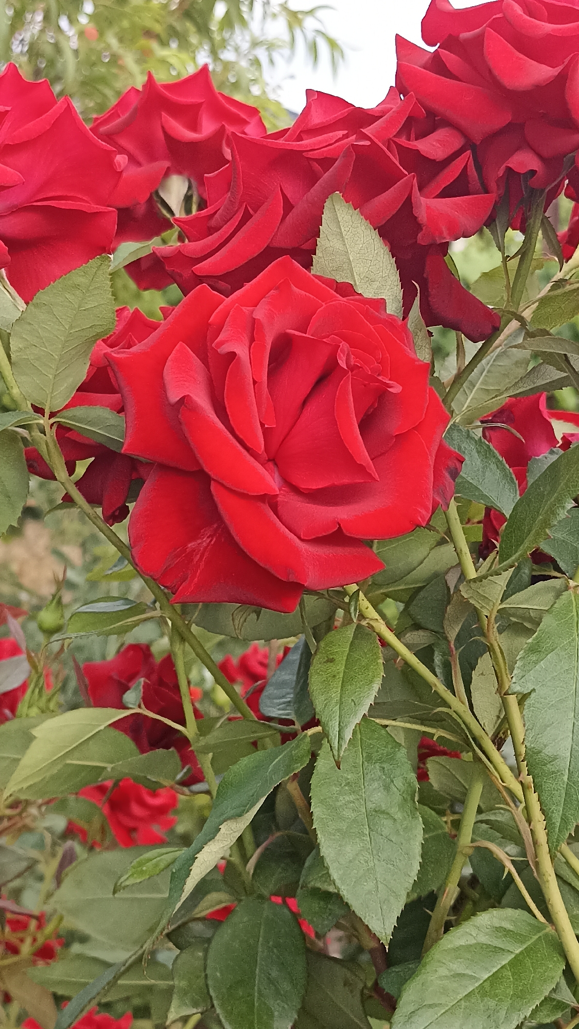 The image displays a close-up view of several vibrant red roses in bloom. The roses are the primary subjects, with their velvety petals unfurled and layered. Green leaves and thorny stems are visible, surrounding and supporting the flowers. The background is softly blurred, suggesting an outdoor setting with other foliage and possibly a hint of a bright sky. There are no people or structures depicted in the image. The scene appears to be a natural environment, possibly a garden or a park. The specific location in Magala, Moldova cannot be determined from the visual information provided in the image.