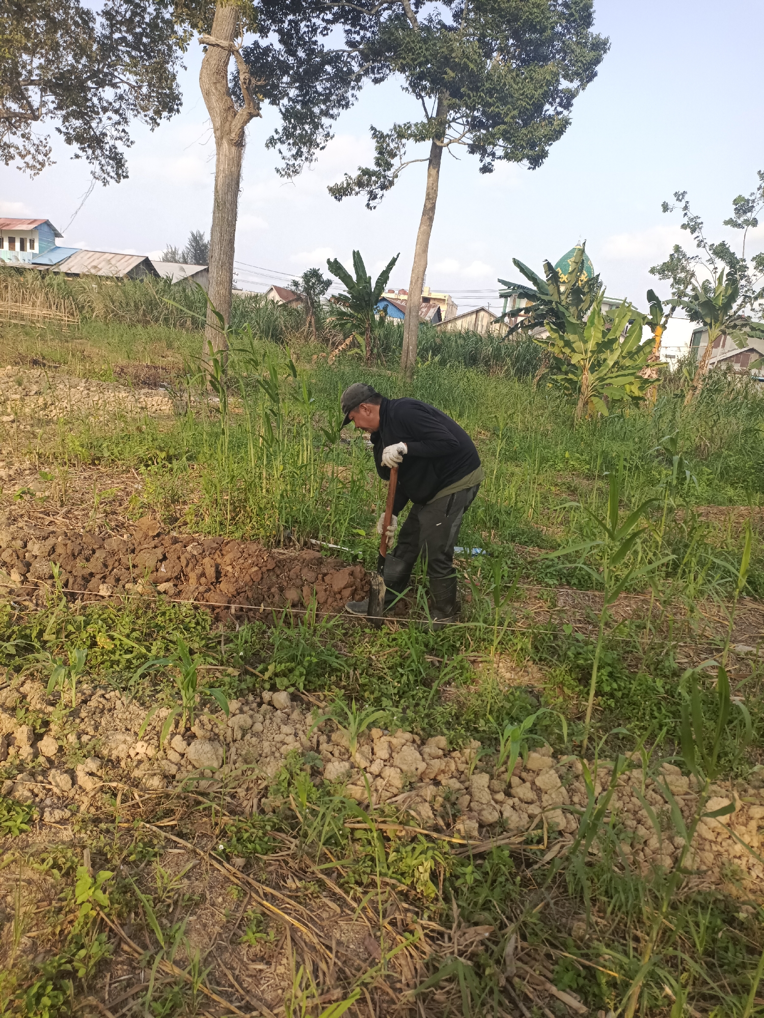 A man wearing dark clothing, gloves, and a cap is digging in a field with a shovel. He is in the process of tilling the soil, which is brown and clumpy. The field is overgrown with green vegetation, including tall grass and what appear to be young corn stalks. In the background, there are several houses with light-colored roofs, some with blue and white walls. Behind the houses, there are tall trees and banana plants. A green domed building, possibly a mosque, is also visible in the distance. The sky is clear with a light blue hue, suggesting it is daytime. The overall setting appears to be a rural or semi-rural area within the city of Sangatta, Indonesia, likely a residential area with adjacent agricultural or undeveloped land.