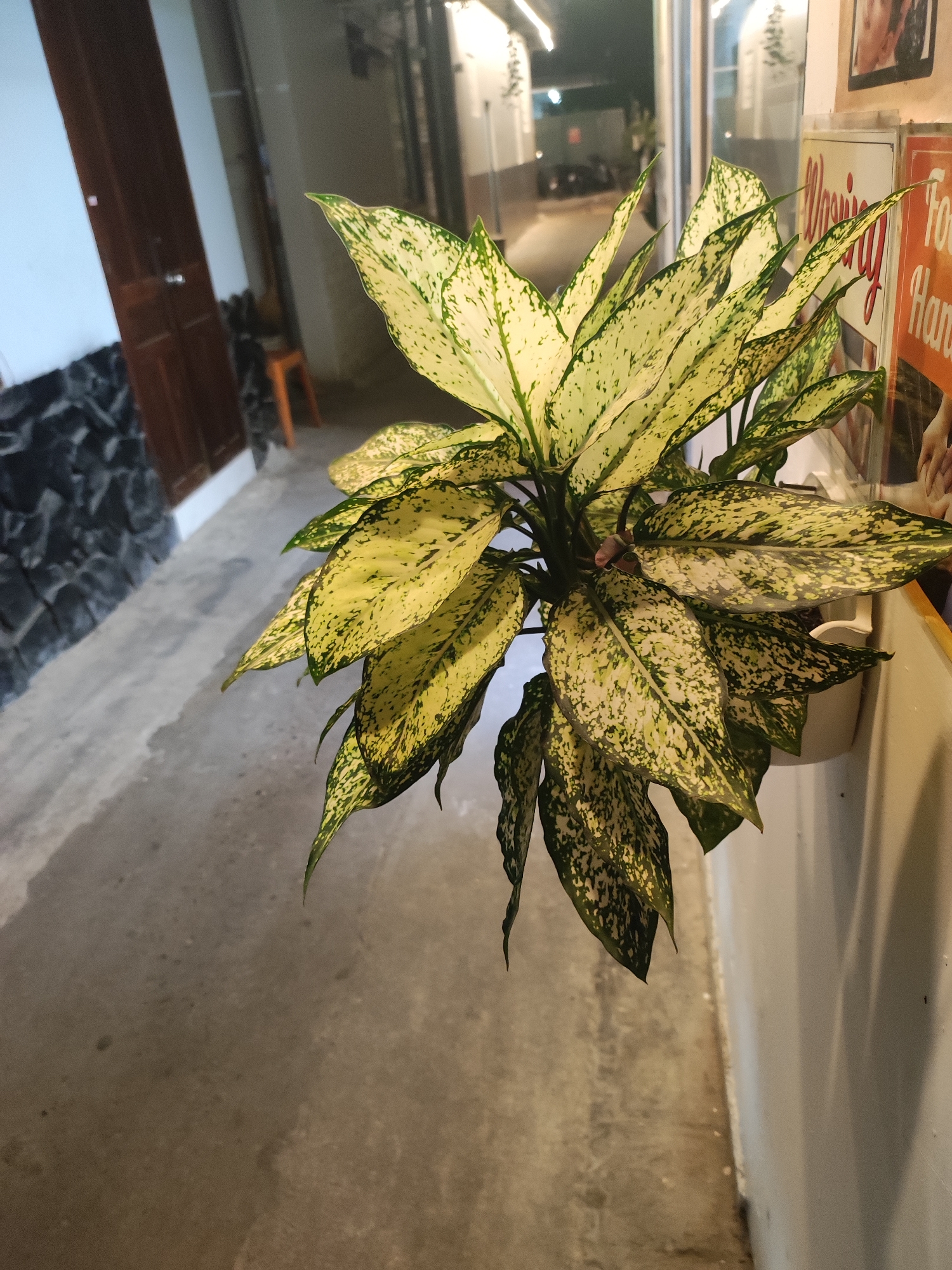 An indoor potted plant with variegated green and yellow leaves is positioned on the right side of the image. The plant is in a white pot. The background consists of a narrow outdoor alleyway with concrete flooring. On the left side of the alley, there is a dark stone wall and a wooden door. The right side of the alley features a white wall with some signage. The lighting suggests it is either evening or night. The scene is likely located in Nha Trang Ward, Vietnam.