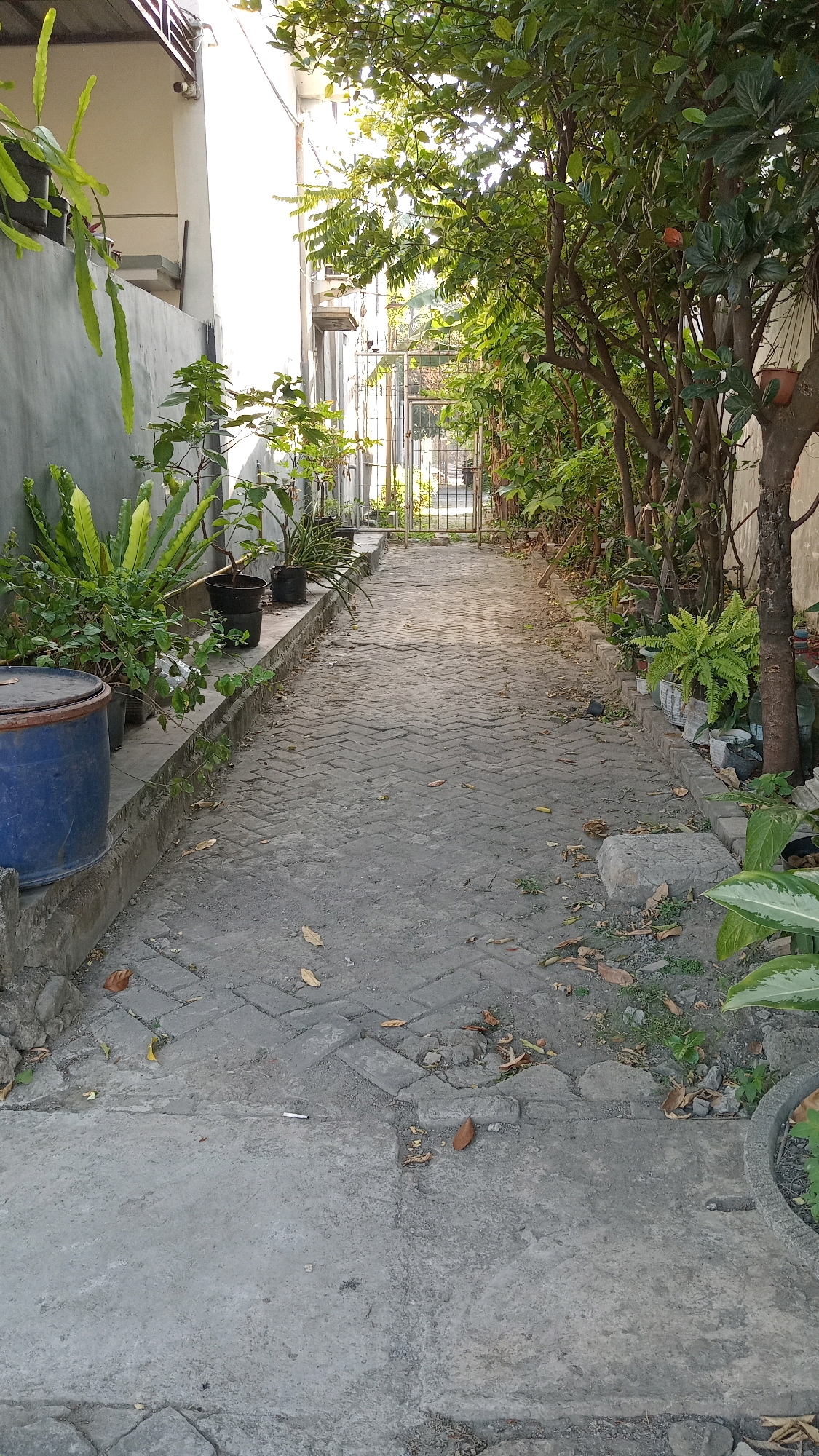 The image shows a narrow, paved pathway leading towards a gate. The pathway is lined with various potted plants on both sides. To the left, a gray wall runs along the pathway, with a large blue barrel at the beginning of the path. Several smaller potted plants are placed along the base of the wall. To the right, a dense arrangement of trees and foliage creates a green canopy. The ground is paved with interlocking bricks and some concrete sections, with scattered dry leaves and small stones. A metal gate is visible at the end of the pathway. The environment appears to be outdoors, possibly a residential area or a garden path in Randuagung, Indonesia, given the presence of lush vegetation and the architectural style of the building glimpsed on the left. The lighting suggests it is daytime, with sunlight filtering through the trees. There are no people visible in the image.