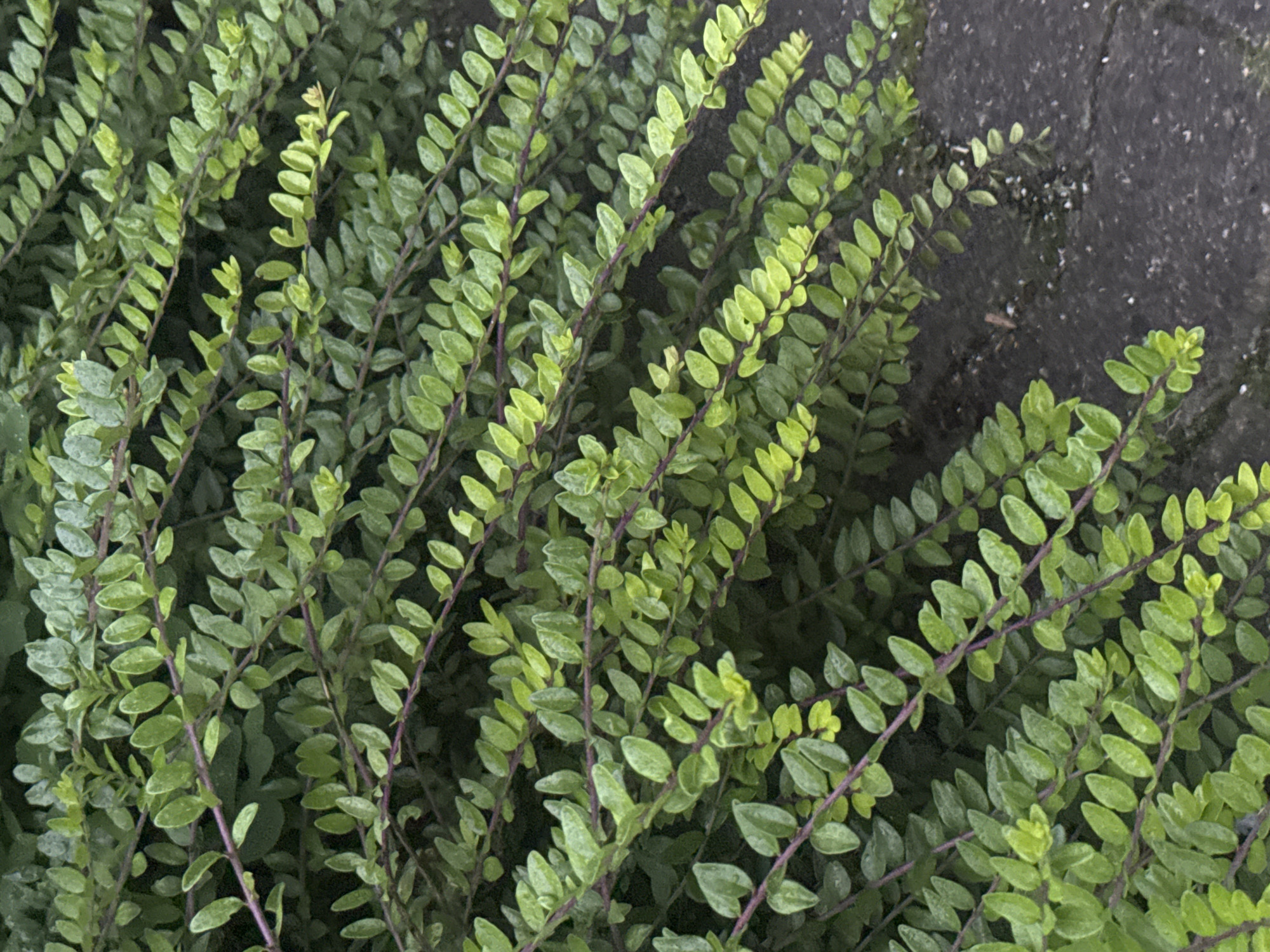 The image is a close-up, eye-level shot of a dense shrub with small, oval, green leaves and thin, reddish-brown stems. The leaves are arranged alternately along the stems, and many of them appear slightly glossy, possibly due to moisture. The shrub fills the majority of the frame, with a dark, textured surface, likely asphalt or concrete, visible in the lower right portion of the image. The background is a dark, blurred mass of foliage, suggesting the shrub is part of a larger planting. There are no people or animals visible in the image. The lighting appears overcast, as there are no strong shadows. The scene is devoid of any identifying markers of a specific city or location.