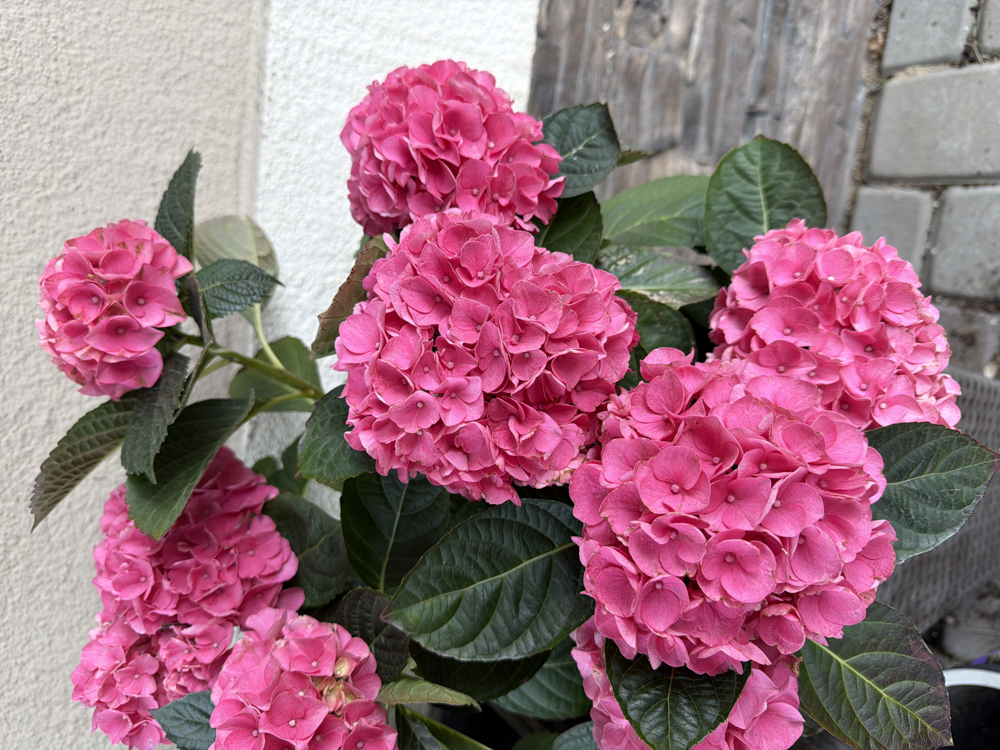 A close-up shot displays a cluster of pink hydrangea flowers with dark green leaves. The flowers are arranged in dense, rounded heads. The background shows two textures: a white, rough surface to the left, and a weathered gray brick or stone wall to the right. The location is Dreiliņi, Latvia.