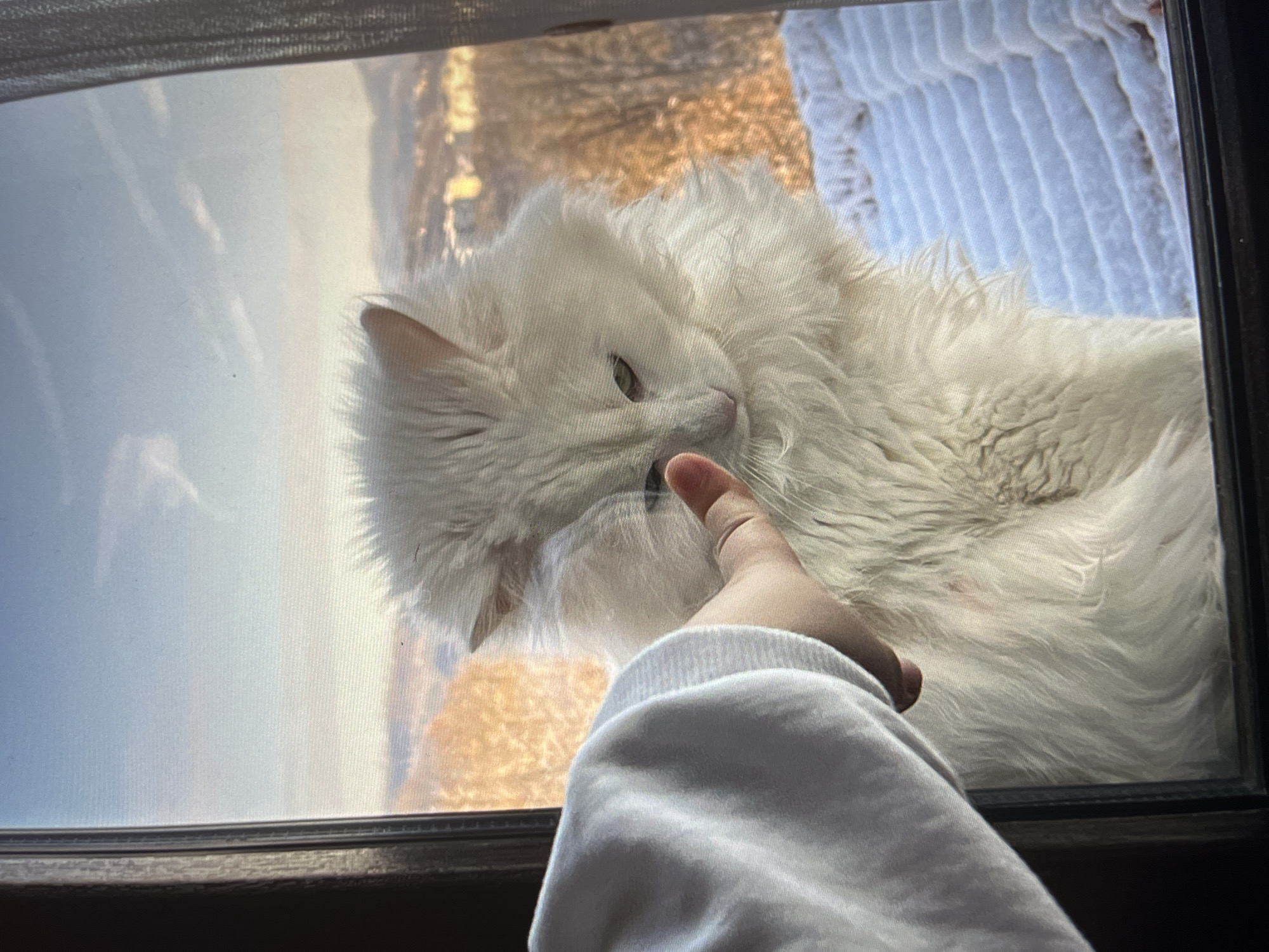 A person's hand wearing a white long sleeve shirt is interacting with a white cat behind a window. The background is of a shore with snow. The location is in the city of Unknown, Unknown.