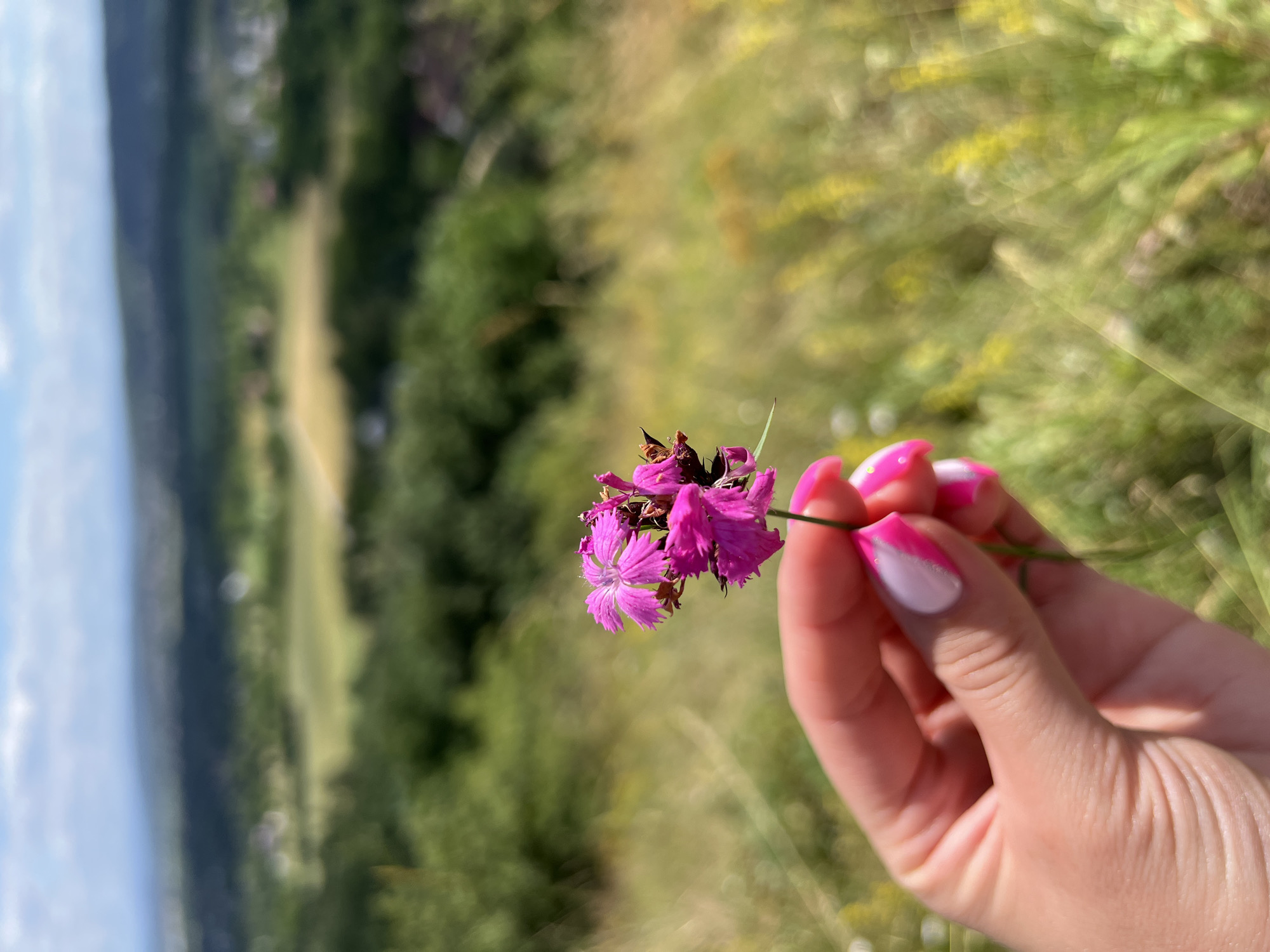 In Karniowice, Poland, a close-up shot features a hand with manicured nails, painted with a pink and white French tip design, gently holding a small cluster of vibrant pink wildflowers. The background is a soft, blurred panorama of rolling green hills and distant trees, suggesting a rural or park setting. The focus is on the delicate flower and the hand, with the landscape serving as a natural, outdoor backdrop under a partly cloudy sky.