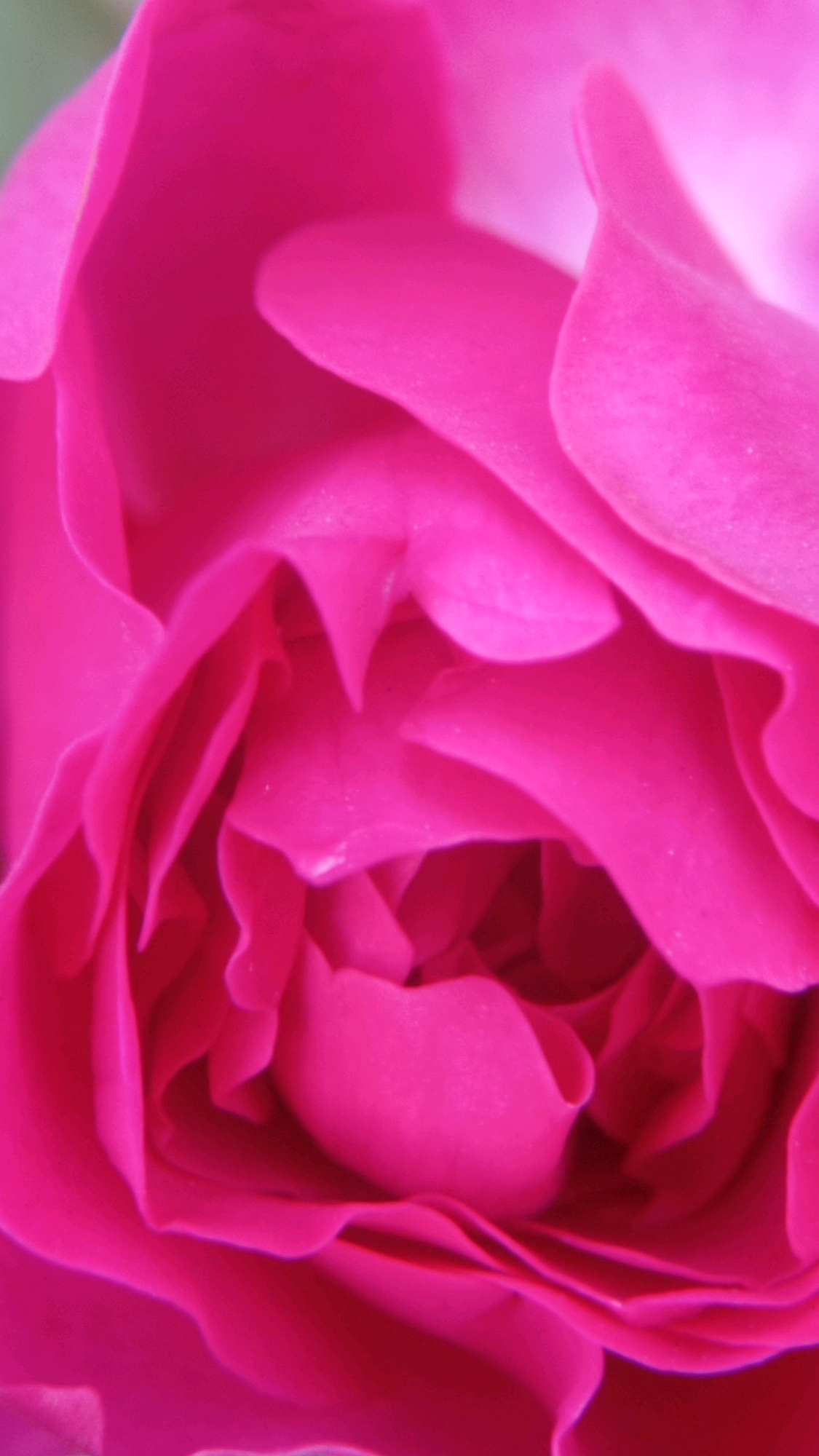 This is an extreme close-up, macro photograph of the petals of a vibrant pink rose. The focus is entirely on the delicate folds and textures of the flower, creating an abstract composition of soft curves and shadowed recesses. The lighting appears to be natural and diffused, highlighting the velvety quality of the petals. There are no people, buildings, or environmental details visible, as the frame is filled solely with the rose. The image does not provide any information about its location in Batu, Indonesia, or any other specific geographical context.