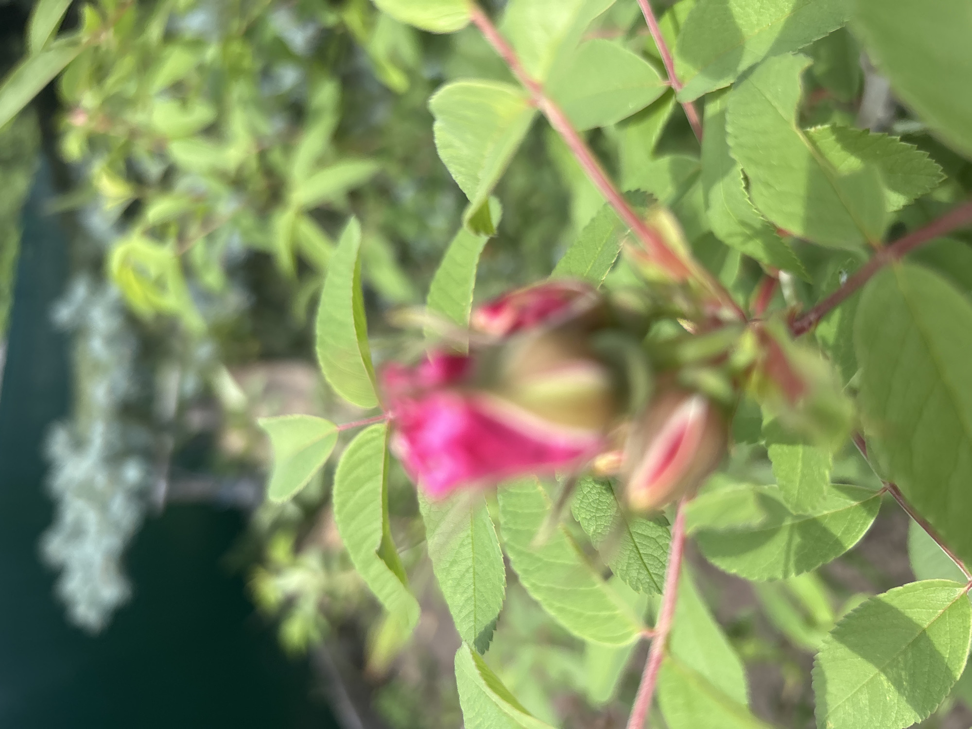 The image shows a close-up of a pink rose bud surrounded by green leaves and reddish stems. The background is blurred, showing more greenery and a dark, indistinct area that could be water or a wall. The image appears to be taken outdoors, likely in a garden or park setting. The specific location within Zmiiv, Ukraine, cannot be determined from the provided image.