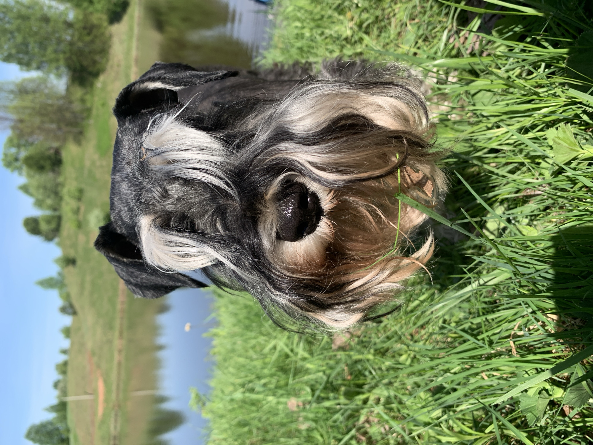 A close-up, eye-level shot shows a black and white Schnauzer dog with long facial hair resting on a patch of green grass. The dog's nose is prominent and shiny. The background features a body of water, possibly a lake or pond, with grassy banks and some trees. The location is Zasechnyi, Russia.