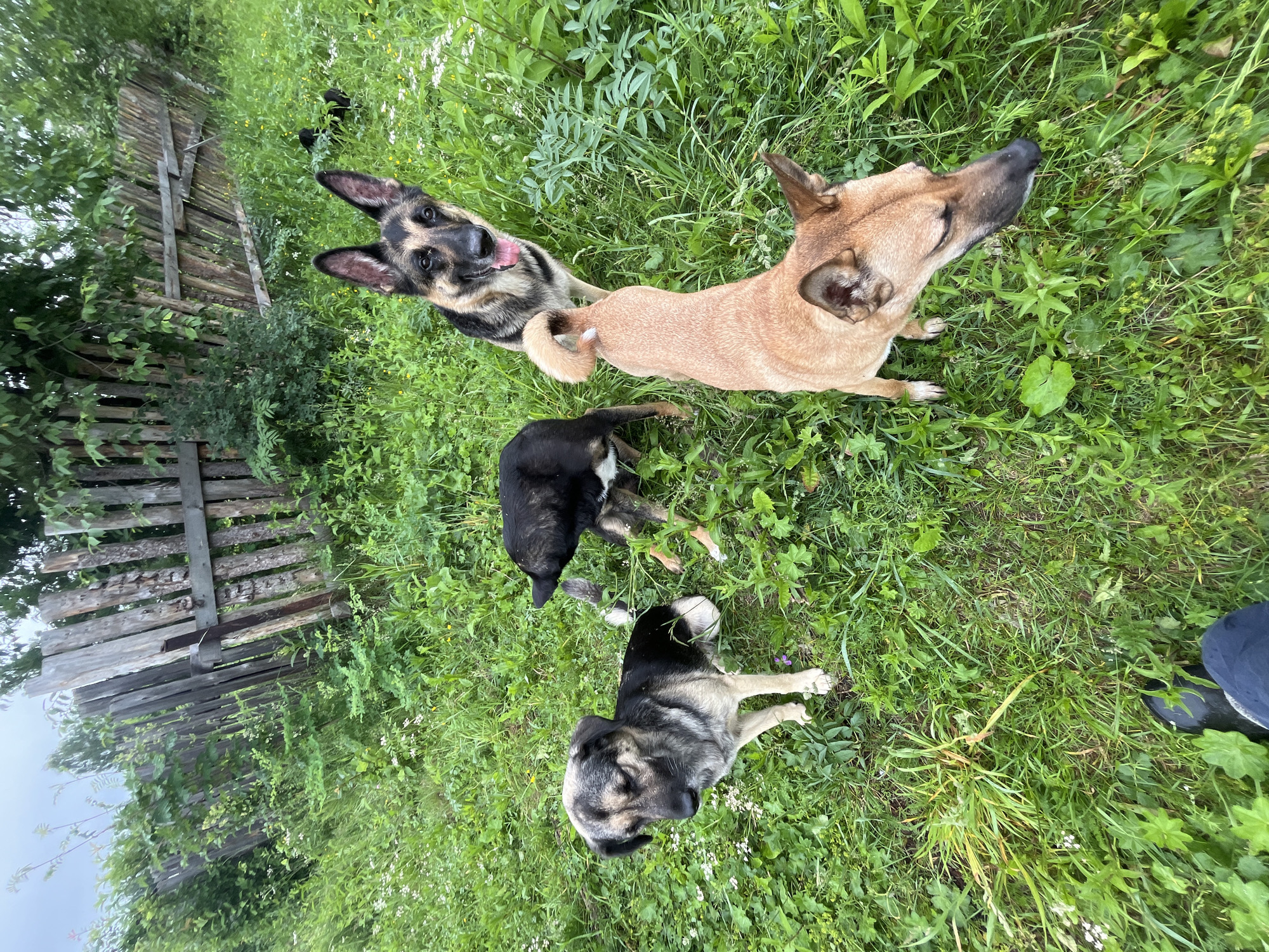 In Nizhny Tagil, Russia, a group of four dogs is pictured in a grassy, overgrown area adjacent to a weathered wooden fence. The fence, constructed from vertical wooden planks of varying sizes, shows signs of age and disrepair. The ground is covered in lush green grass and various weeds, with some small white and yellow wildflowers scattered throughout.
The dogs include a German Shepherd with its tongue out, looking directly at the camera. To its left and slightly further back is a black and tan dog, partially obscured. In the foreground, two other dogs are present. One is a tan-colored dog with its head bowed. The other is a gray and black dog with a lighter face, sitting and looking downwards. In the background, two small black puppies can be seen amidst the tall grass. A person's legs, clad in dark pants and black boots, are visible at the bottom of the frame, indicating the photographer's perspective. The scene appears to be an outdoor, rural or semi-rural setting.