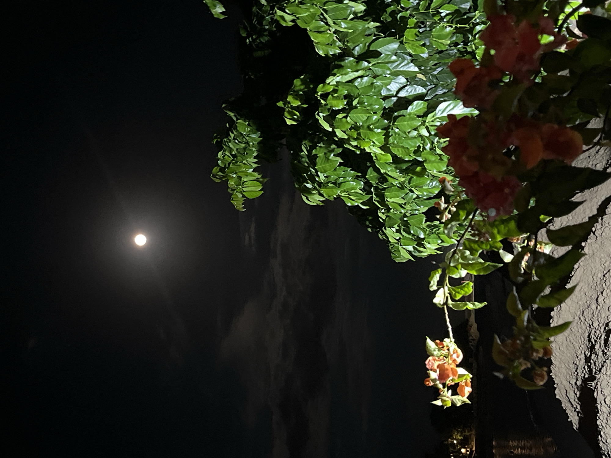 The image shows a night scene in Kuta Selatan, Indonesia. A bright full moon is visible in the dark sky, partially obscured by light clouds. In the foreground, a wall or building facade is illuminated by an unseen light source. A leafy tree with flowering vines overhangs the wall. The flowers are a mix of orange and red hues. The overall lighting creates a high contrast scene with deep shadows and bright highlights.