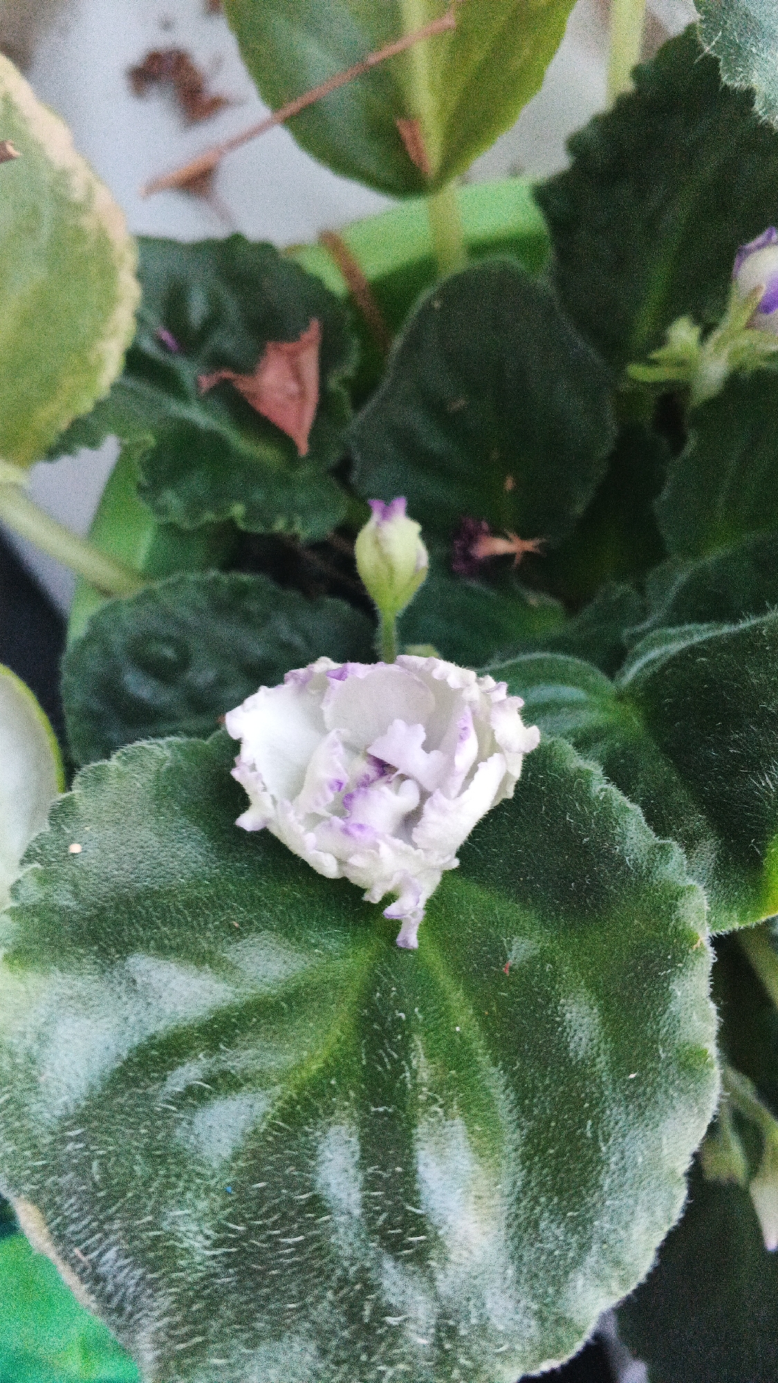 A close-up, overhead shot shows a flowering African violet plant in a pot. A partially opened white and purple flower is in the foreground, resting on a large, fuzzy green leaf. Other green leaves and a flower bud are visible in the background, along with some brown soil and a hint of a green plastic pot. The scene is indoors, with natural light filtering in. There are no people present. The image appears to be taken in Izhevsk, Russia.