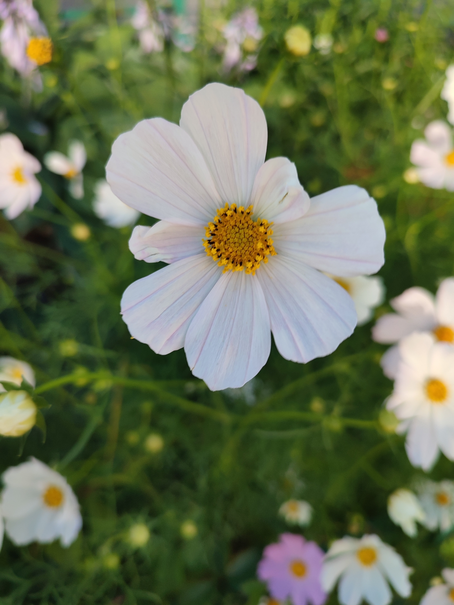 A close-up, top-down view of a white cosmos flower is the central subject of this image. The flower exhibits delicate, pale petals with faint purple veining, surrounding a vibrant yellow center. Surrounding the prominent flower are numerous other cosmos flowers, some in focus and others blurred in the background, displaying variations of white and a single soft pink bloom. The overall setting appears to be a garden or a field, with lush green foliage forming the backdrop. The lighting suggests it is daytime, with soft light illuminating the flowers. There are no people or animals visible in the image, and no specific urban features are identifiable. The image is a still photograph and does not depict any actions or interactions.