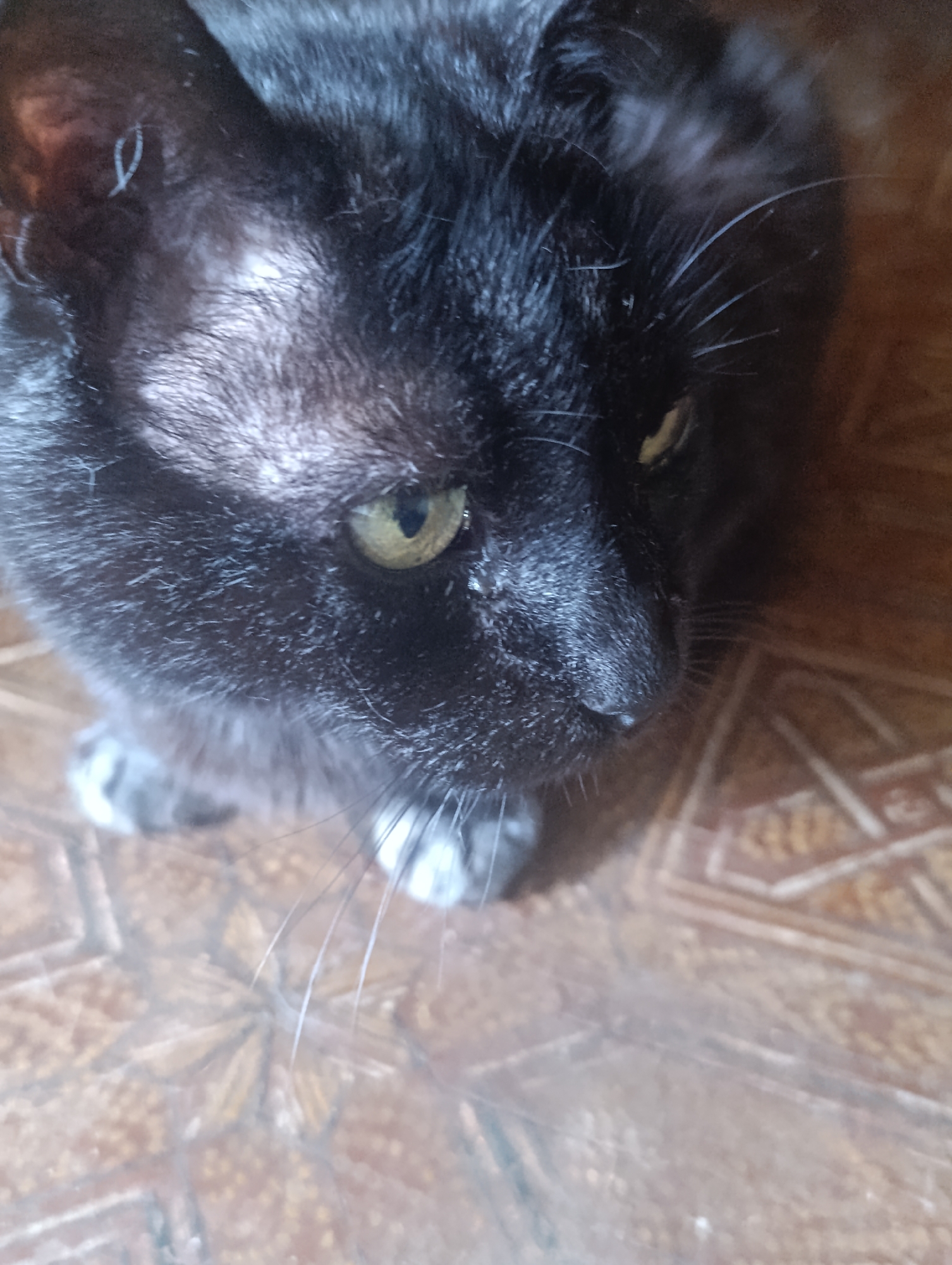 A close-up, high-angle shot shows the face of a black cat with a gray muzzle. The cat's left eye, which is yellowish-green, is clearly visible, while its right eye is mostly obscured by shadow. The cat has long, white whiskers and some white fur on its paws. The background appears to be a floor with a geometric pattern. The image is a photograph taken indoors. The location is Unknown, Unknown.
