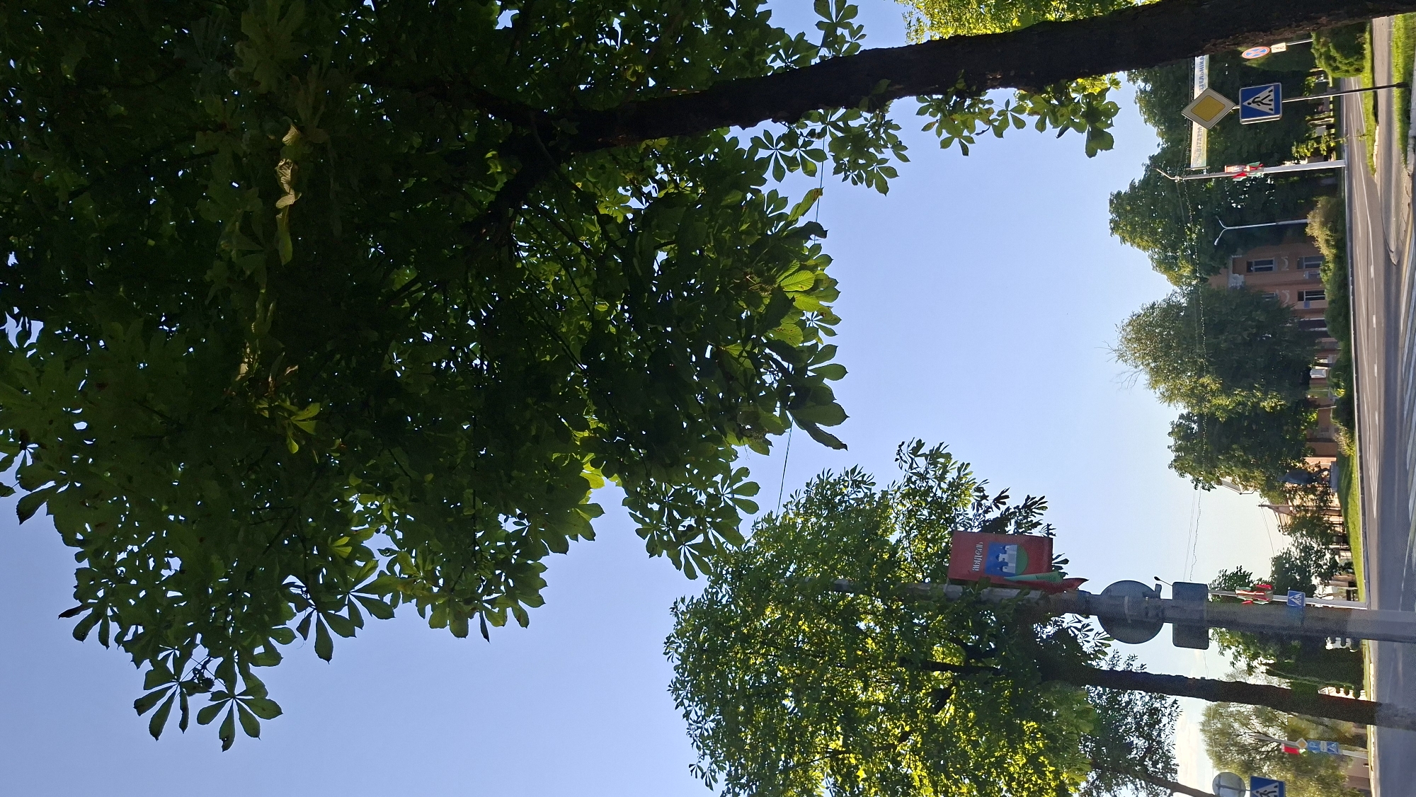 The image shows a street scene in the city of Myadzyel, Belarus, under a clear blue sky. In the foreground, a large tree with dark bark and green, palmate leaves dominates the right side of the frame. To the left, another tree with lighter green foliage is visible. A lamppost with several signs is positioned between the two trees. One sign is a red banner with a depiction of a castle and text in Belarusian. Further down the street, a road with white markings is visible, with trees and buildings lining the sides. Traffic signs, including pedestrian crossing signs and a diamond-shaped warning sign, are present along the roadside. The overall impression is a sunny day in a European city.