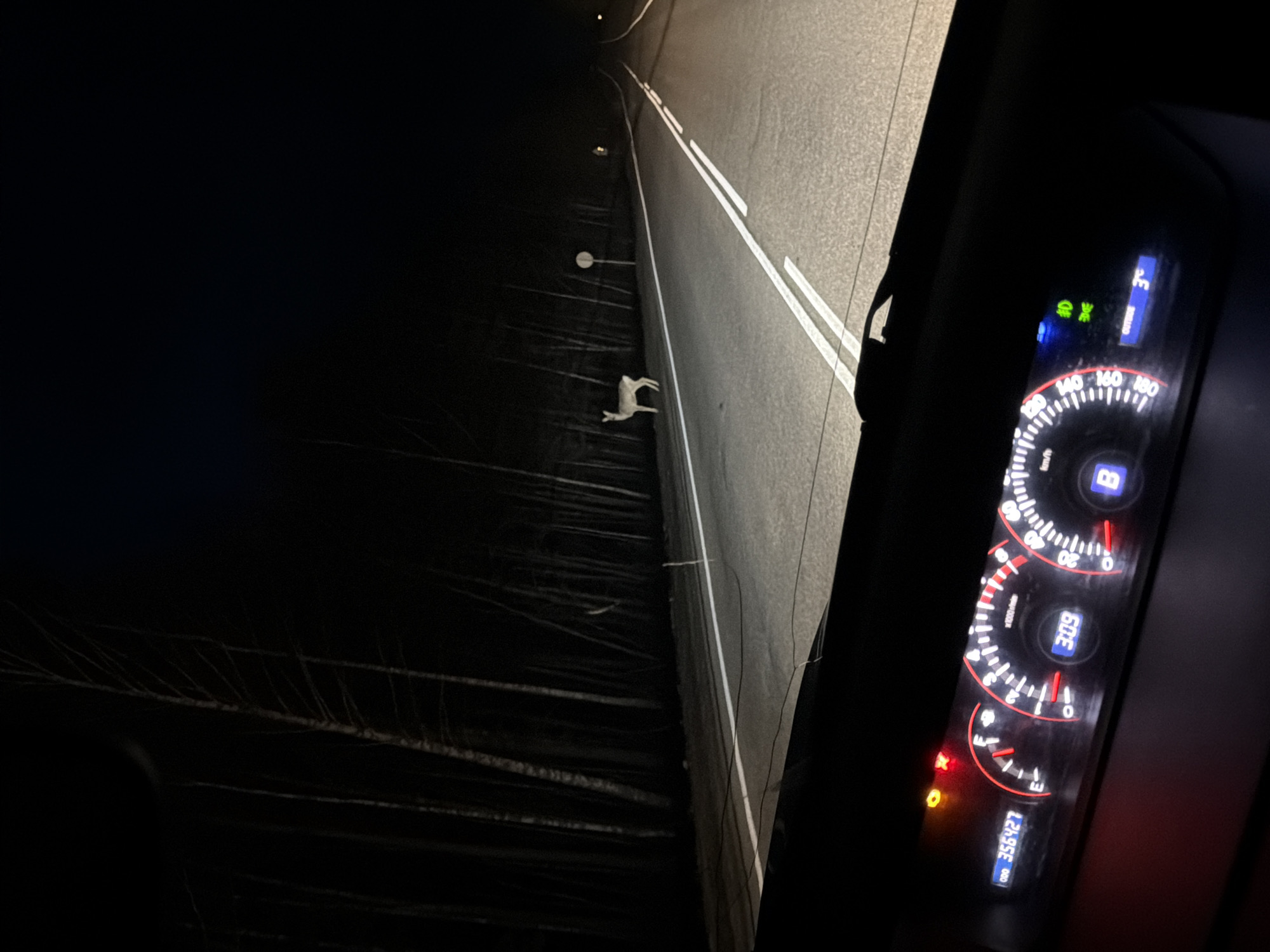 A night scene viewed from inside a vehicle shows a straight, dark road in Urten', Russia. A deceased animal, possibly a hare, lies on the shoulder of the road, near a line of vegetation or sparse brush. The vehicle's dashboard is visible, indicating a temperature of 3 degrees Celsius and a reading of 356,427 on the odometer.