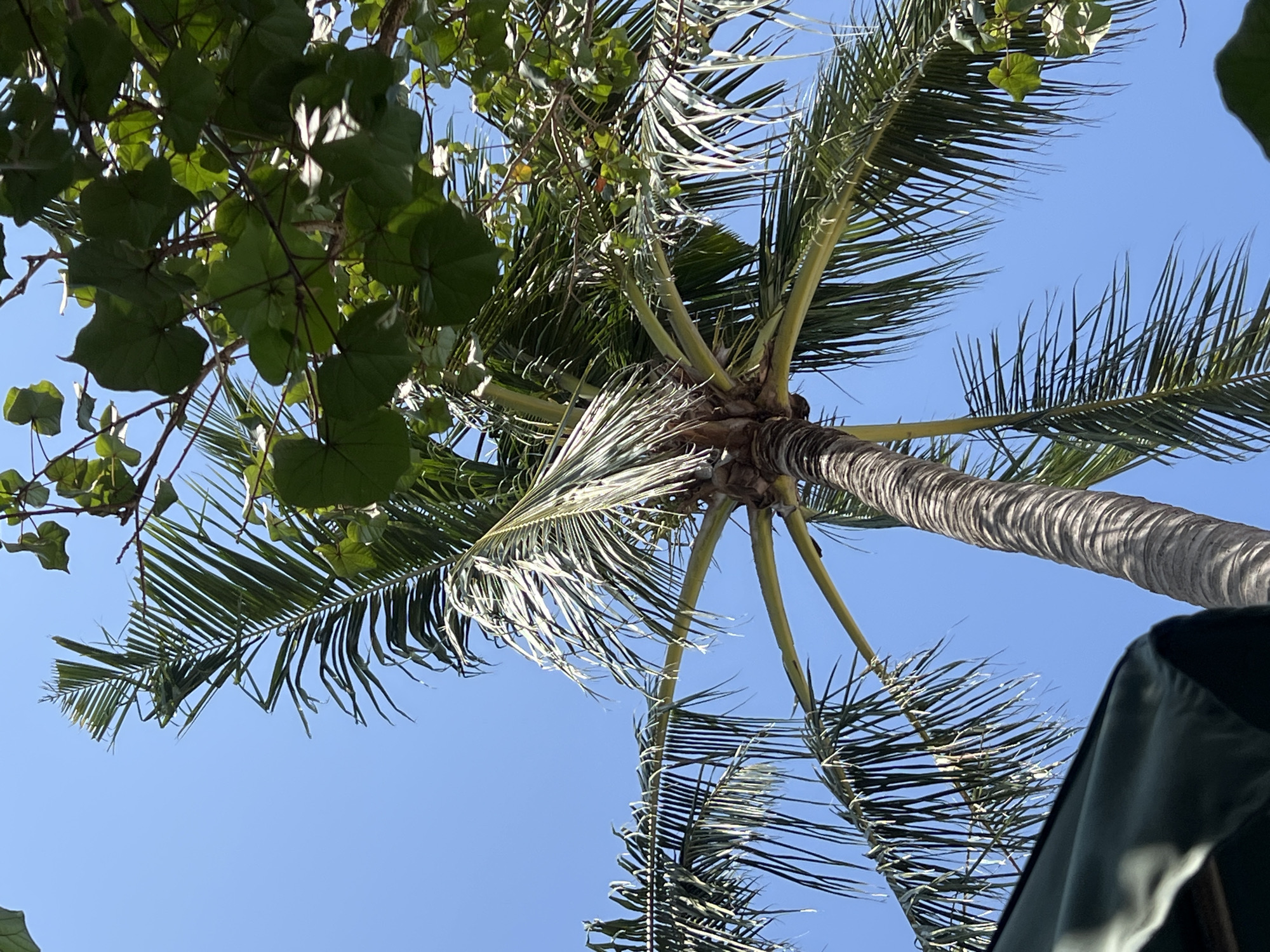 A low-angle shot shows a tall, weathered palm tree trunk rising into a clear, bright blue sky. Fronds of the palm tree, with their long, thin leaves, fan out from the trunk. To the right of the palm, a different tree with larger, heart-shaped green leaves is visible, its branches intermingling with the palm's fronds. In the lower left corner, a dark green canopy of what appears to be an umbrella or awning juts into the frame. The scene is brightly lit, suggesting it was taken during the daytime, likely in an outdoor environment such as a park, beach, or resort area in Kuta, Indonesia. There are no people or animals present in the image.
