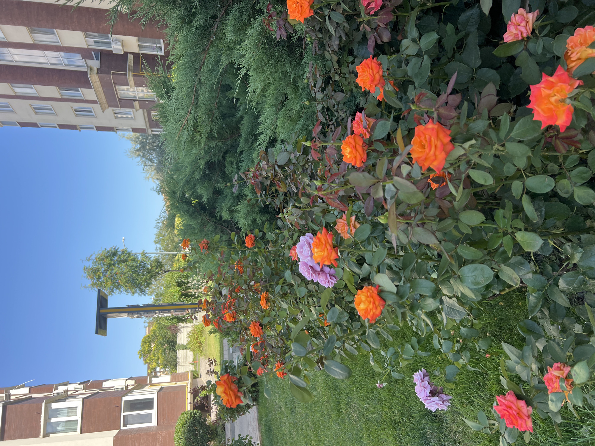 In Kryzhanivka, Ukraine, an outdoor scene depicts a well-maintained garden area with blooming roses in various shades of orange, pink, and lavender. The roses are clustered around the base of a tall, evergreen shrub. In the background, a modern, multi-story building with a reddish-brown facade and white-trimmed windows stands tall against a clear blue sky. To the left of the building, another structure is visible, and a street lamp with a distinctive yellow pole is positioned between the garden and the buildings. A paved walkway can be seen on the left side of the image, adjacent to a patch of neatly cut green grass. The overall impression is one of urban landscaping and residential architecture on a sunny day.