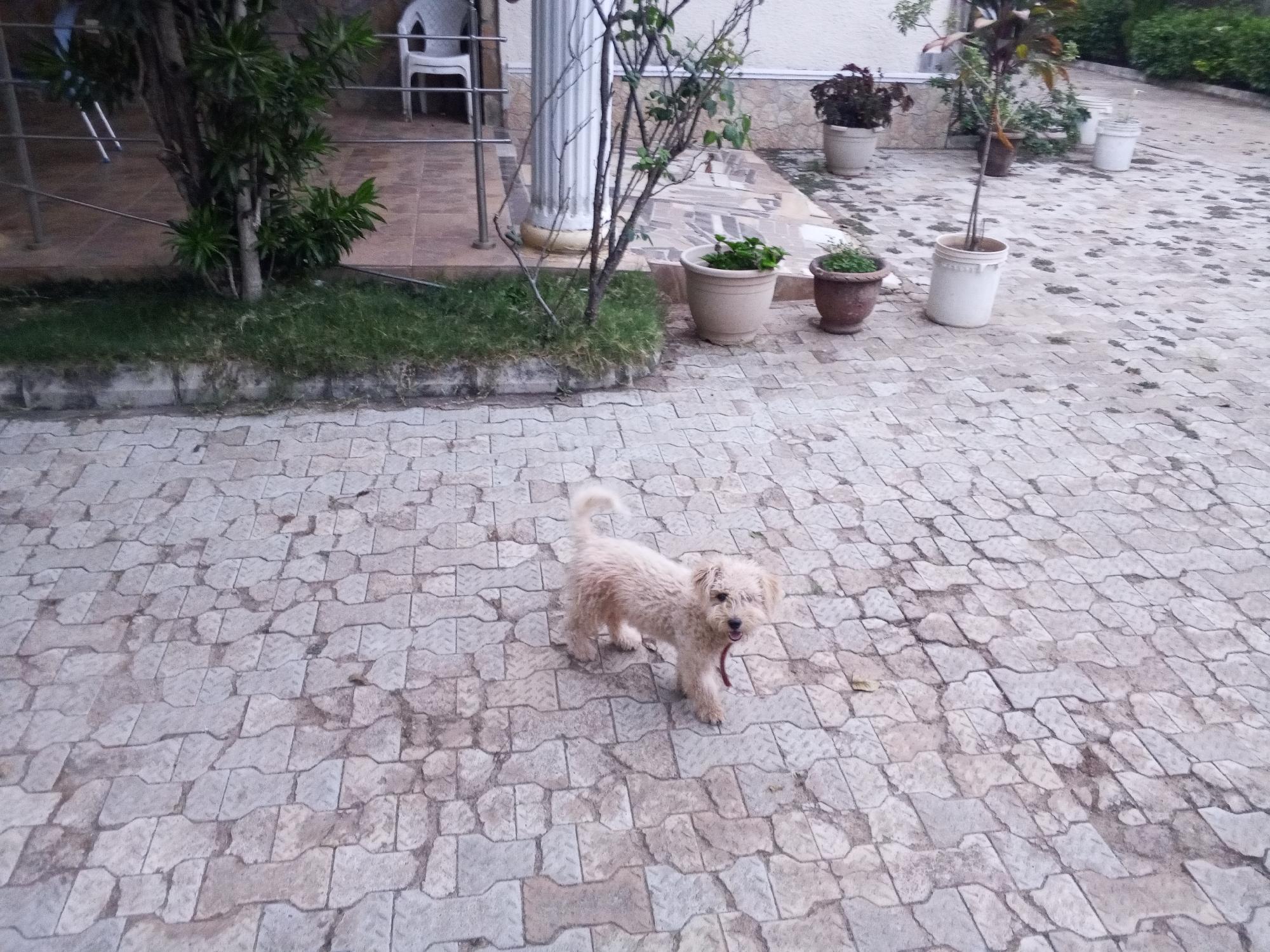 An outdoor scene captures a small, light-colored dog standing on an interlocking paved surface. The dog, possibly a Poodle or Terrier mix, has scruffy, beige-cream fur and a reddish collar, and it is looking towards the camera with its mouth slightly open.
The paved ground, which covers the majority of the image, is made of light grey and beige interlocking blocks, showing some wear, darker patches, and irregular patterns. To the left of the dog, a narrow strip of green grass with a concrete curb separates the paving from a raised area.
In the background, on this raised section, various potted plants and small trees are visible. These include a bushy, leafy green plant near the left edge, and a taller, slender tree with mostly bare branches in a pot closer to the center-left. Further back, a white fluted column stands next to a light-colored building with a textured facade. A white plastic chair and metal railings are also discernible in the background, suggesting a porch or veranda area. More potted plants of varying sizes and types are scattered across the paved space towards the right.
The scene is set outdoors during daylight hours, with soft, natural light and no harsh shadows, possibly indicating an overcast sky or late day. There is no visible text. The overall atmosphere suggests a residential courtyard or garden in Jos, Nigeria.