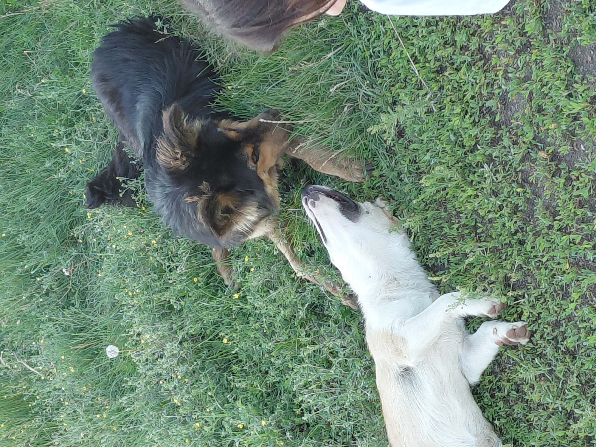 The media file depicts an overhead view of two dogs in a grassy outdoor setting, possibly a field or park. One dog is predominantly black and tan, appearing to be a German Shepherd, and is lying on its side, facing another dog. The second dog is lighter in color, appearing to be a white or cream-colored dog with some tan markings on its face and ears, and is lying on its back with its head turned towards the black and tan dog. Both dogs are in relaxed poses, and their interaction suggests a friendly or playful encounter.
The ground is covered in dense green grass with scattered small yellow wildflowers and some dry grass or weeds. The lighting suggests it is daytime, likely during the warmer months. The image orientation is rotated, making it appear as if the scene is viewed from the side rather than directly from above, though the arrangement of the dogs implies an overhead perspective. There are no visible people, objects, or text within the frame of the image itself. The overall mood conveyed by the dogs' body language is calm and content. The provided location context is Tashkazgan, Russia.