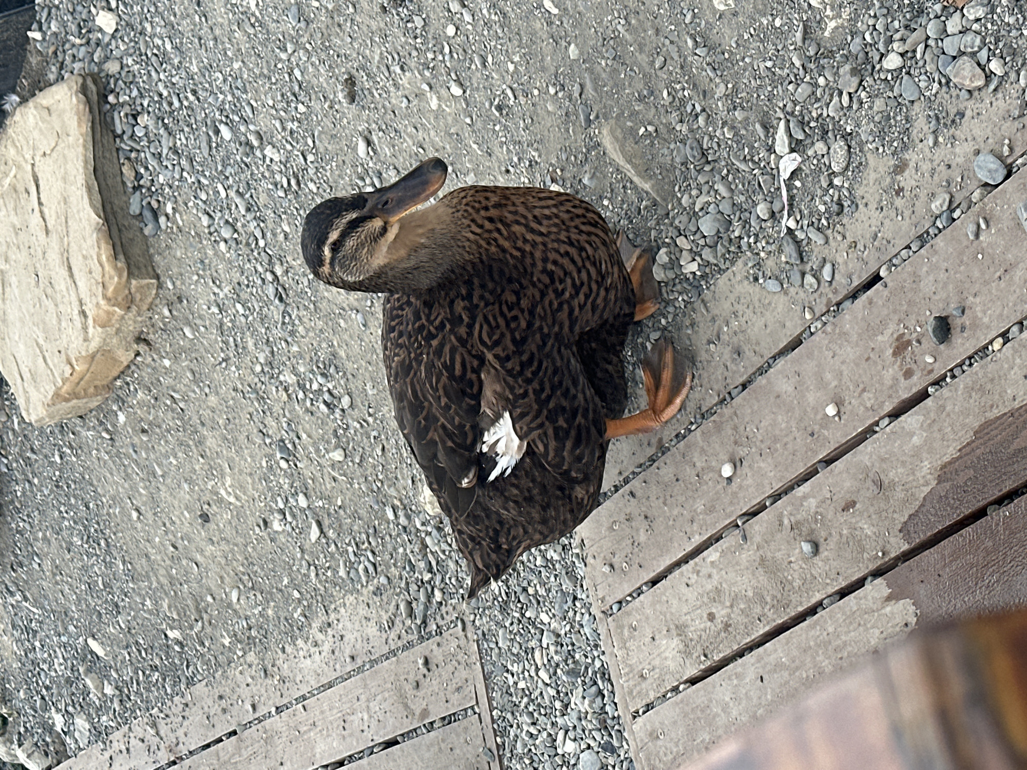 A brown duck stands on a gravel path next to wooden planks. A large, flat, tan rock is visible in the background. The duck has dark brown and tan patterned feathers, an orange beak, and orange webbed feet. One white feather is prominent on its wing. The environment appears to be outdoors, possibly near a body of water, given the presence of a duck. The scene is situated in the city of Nizhnyaya Shilovka, Russia.