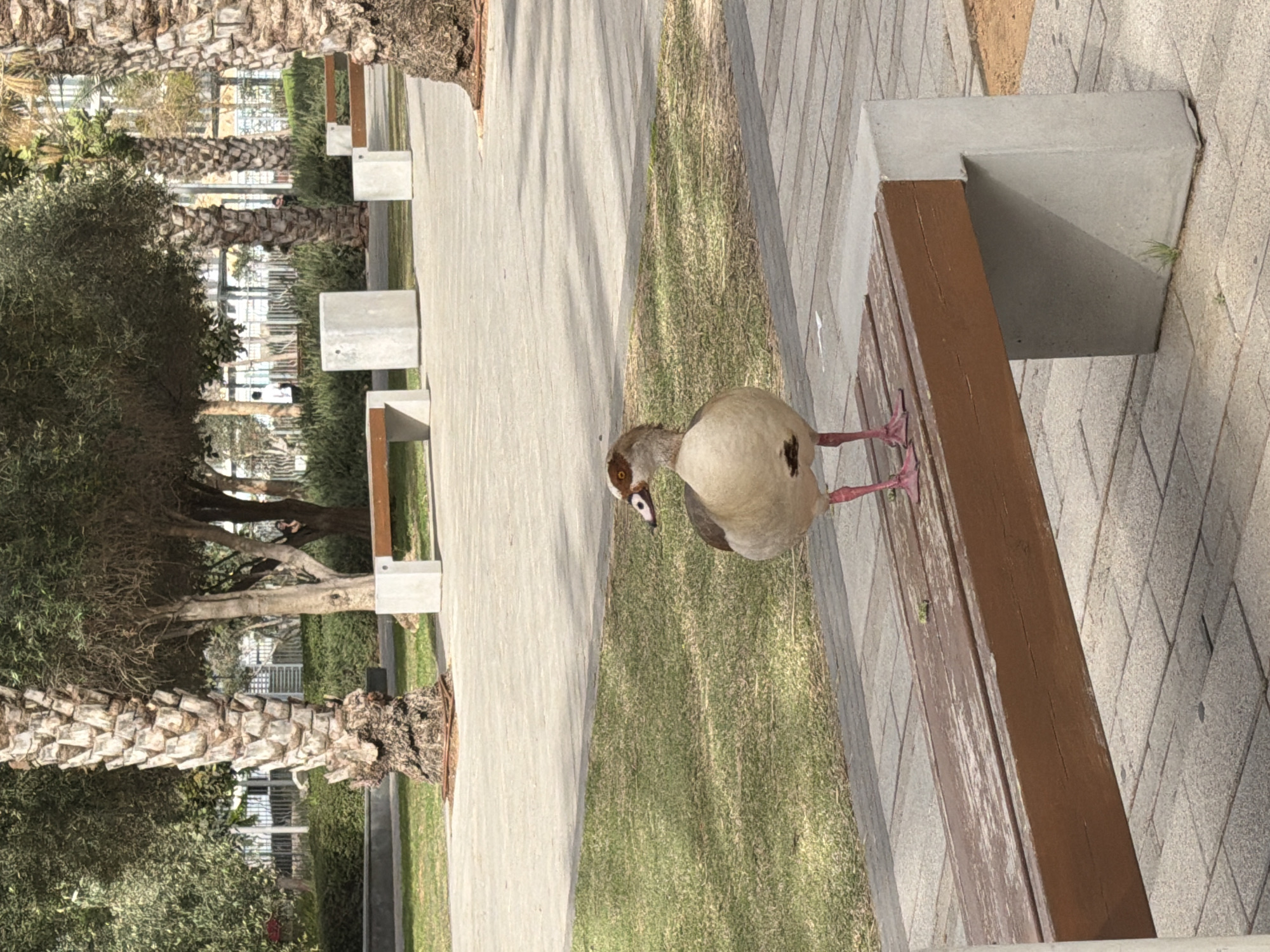 The image shows an Egyptian goose standing on a wooden bench in a park. The bench is situated along a paved walkway with grassy areas on either side. In the background, there are trees, including palm trees, and a glimpse of buildings. The park appears to be well-maintained. Based on the surroundings and overall aesthetic, it is plausible that this scene is within a park in Tel-Aviv, Israel.