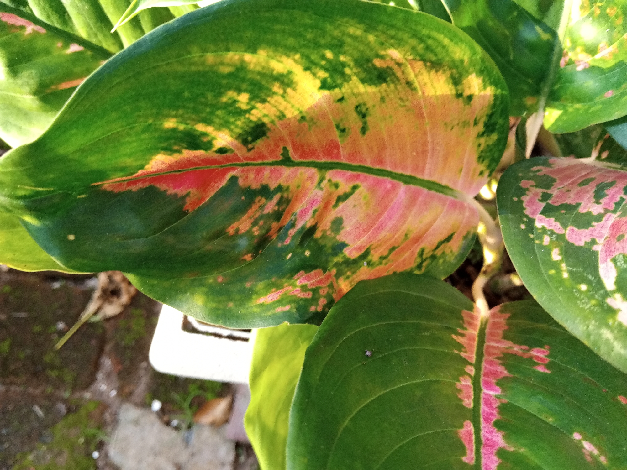 The image shows a close-up view of several large, variegated leaves of a tropical plant. The leaves exhibit a mix of deep green, bright yellow, and reddish-pink patterns. The texture of the leaves appears smooth, with prominent central veins. In the background, out-of-focus elements suggest an outdoor setting with some rough textured ground, possibly soil and stone, and a portion of a white planter. The lighting indicates a sunny day, casting highlights on the leaves. The scene is consistent with a garden or patio area. No people are visible in the image, and no specific location in Payadua, Indonesia can be identified from the visual information alone.