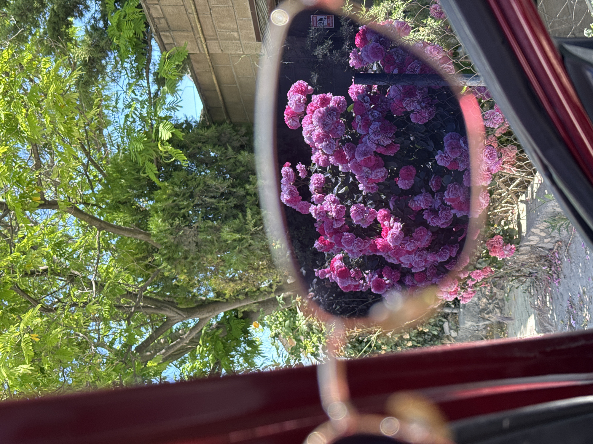 A close-up shot captures a reflection of a dense bush of vibrant pink roses in a pair of sunglasses. The sunglasses, positioned in the foreground, are partially visible with their frames in a dark red color. The background, seen beyond the sunglasses, displays a tree with lush green leaves under a clear blue sky. To the right of the tree, a light brown brick wall and a portion of a cypress tree are visible. The scene is set outdoors, likely in a garden or park, during daylight. The lighting suggests a sunny day, with sunlight illuminating the roses and casting shadows on the ground. The overall image presents a visually appealing scene, highlighting the beauty of nature through the lens of sunglasses.