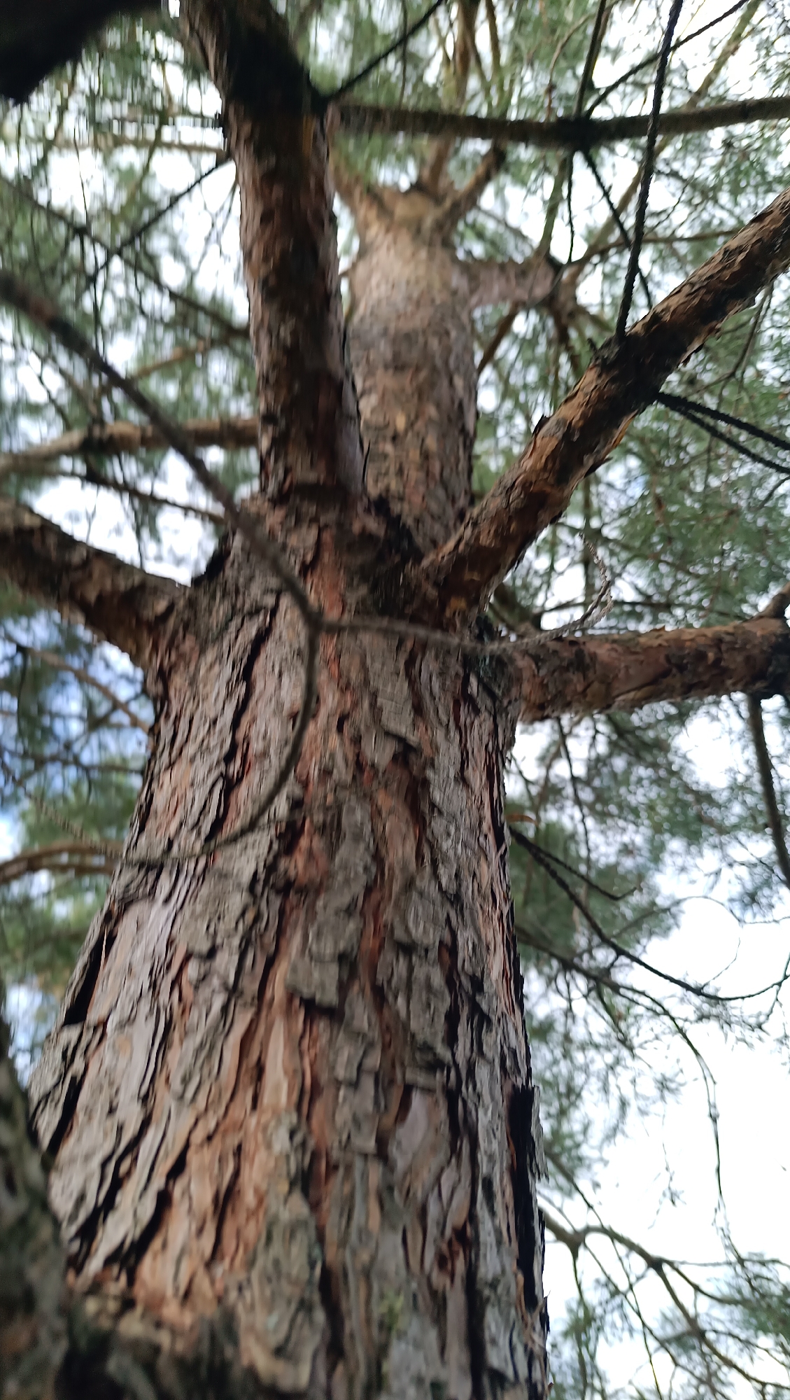 This is a close-up, low-angle shot of a large pine tree trunk, looking upwards towards its branches and the sky. The bark is rough and deeply grooved, with reddish-brown hues. The branches spread out, creating a network against a slightly overcast sky. The image is out of focus, particularly in the upper half, suggesting movement or a shallow depth of field. There are no people or other subjects visible in the frame. The location is identified as the city of Karsha, Russia.