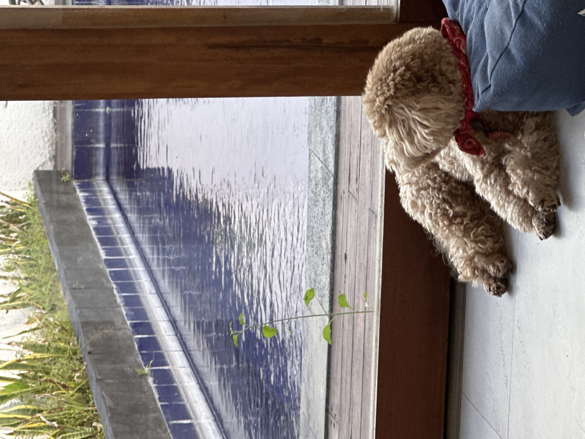 A beige poodle with a red bandana lies curled up near a wooden frame next to a reflecting pool with blue tile edges. The edge of a blue cushion is also visible. Vegetation is visible to the left of the pool.
The location is Dalung, Indonesia.
