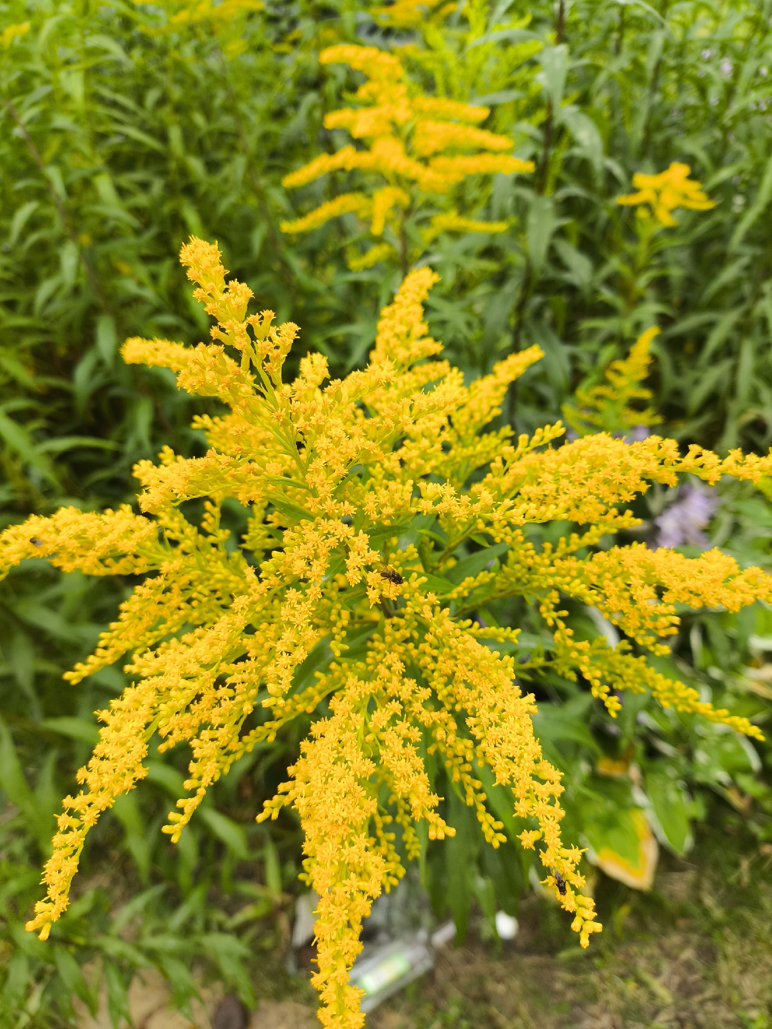 This is a close-up, eye-level, outdoor photograph of goldenrod flowers. The foreground is dominated by a large, branched cluster of tiny yellow flowers, with some individual blossoms clearly in focus. The background is a blur of green foliage and other yellow flower clusters. Two small, dark insects are visible on the flowers in the lower left and mid-right sections of the image. The lighting suggests it is daytime, possibly overcast given the soft shadows. The location is not specified in the image or its metadata.
