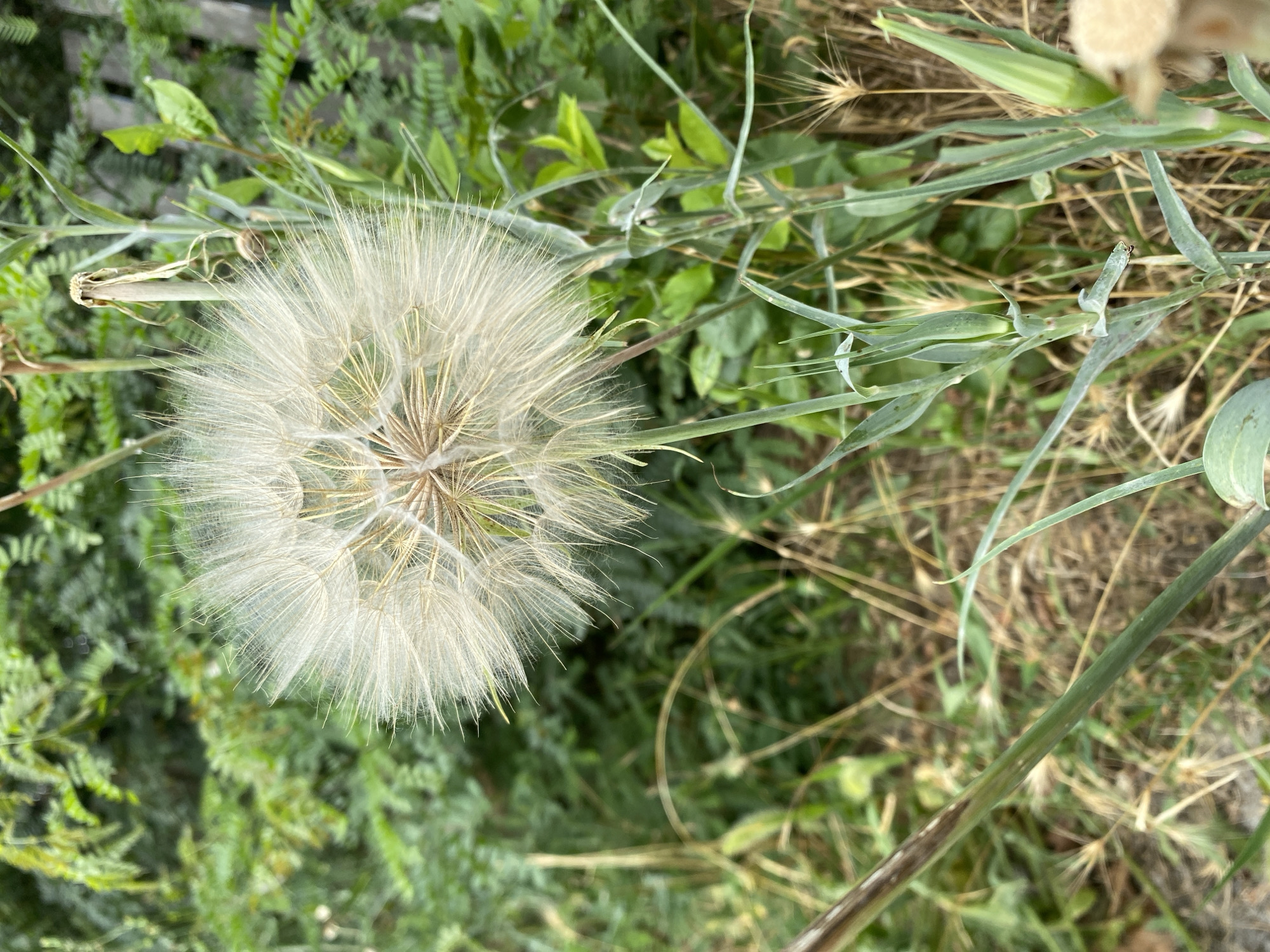 An extreme close-up photograph shows a large, fluffy seed head of a plant, likely a Tragopogon or salsify, in sharp focus against a softly blurred background of green foliage and dry grasses. The seed head, composed of numerous feathery white pappus hairs radiating from a central disk, dominates the frame. The plant stem and leaves are visible in the foreground and midground, some green and upright, others dry and brittle. The background suggests an outdoor, naturalistic setting, possibly a field or a wild garden area. No people or animals are present. The lighting appears to be natural daylight, casting soft shadows. The location is identified as Kushchovskaya, Russia, though the image itself provides no direct evidence of this specific location beyond the general naturalistic environment.