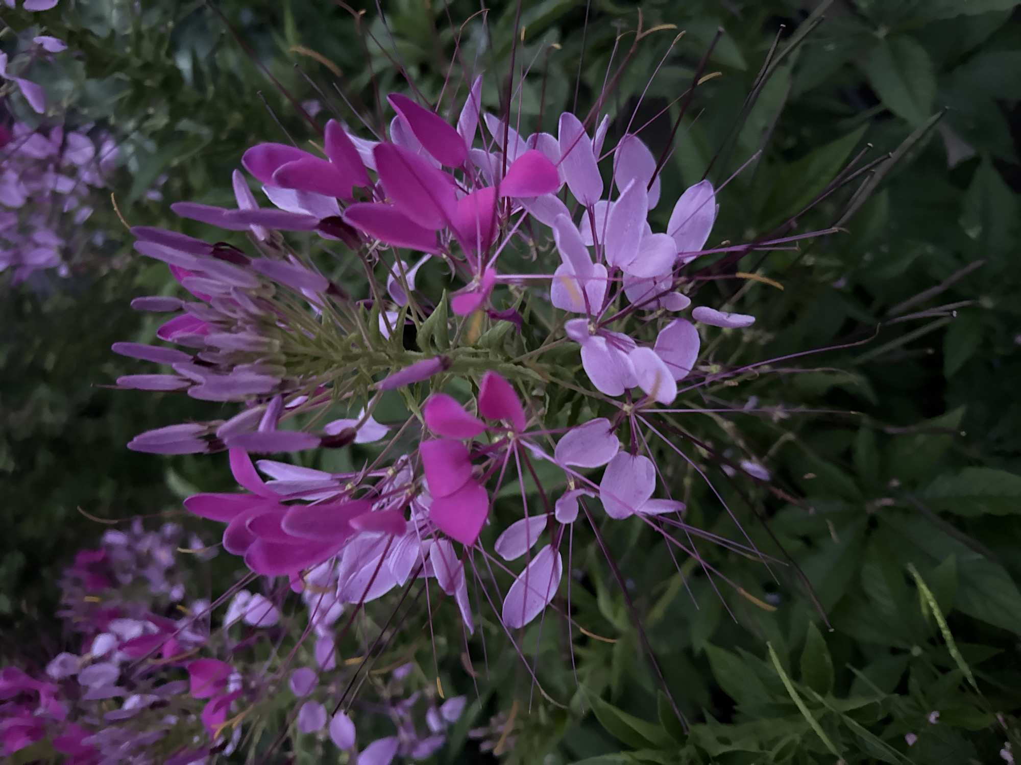 The image shows a close-up of pink and purple Cleome flowers with long, thin stamens extending outwards. The flowers are clustered together on a stem, with blurred green foliage in the background. The lighting suggests it is either early morning or late evening. There are no people or man-made structures visible in the image. The context provided indicates the scene is located in Chuguyevka, Russia.