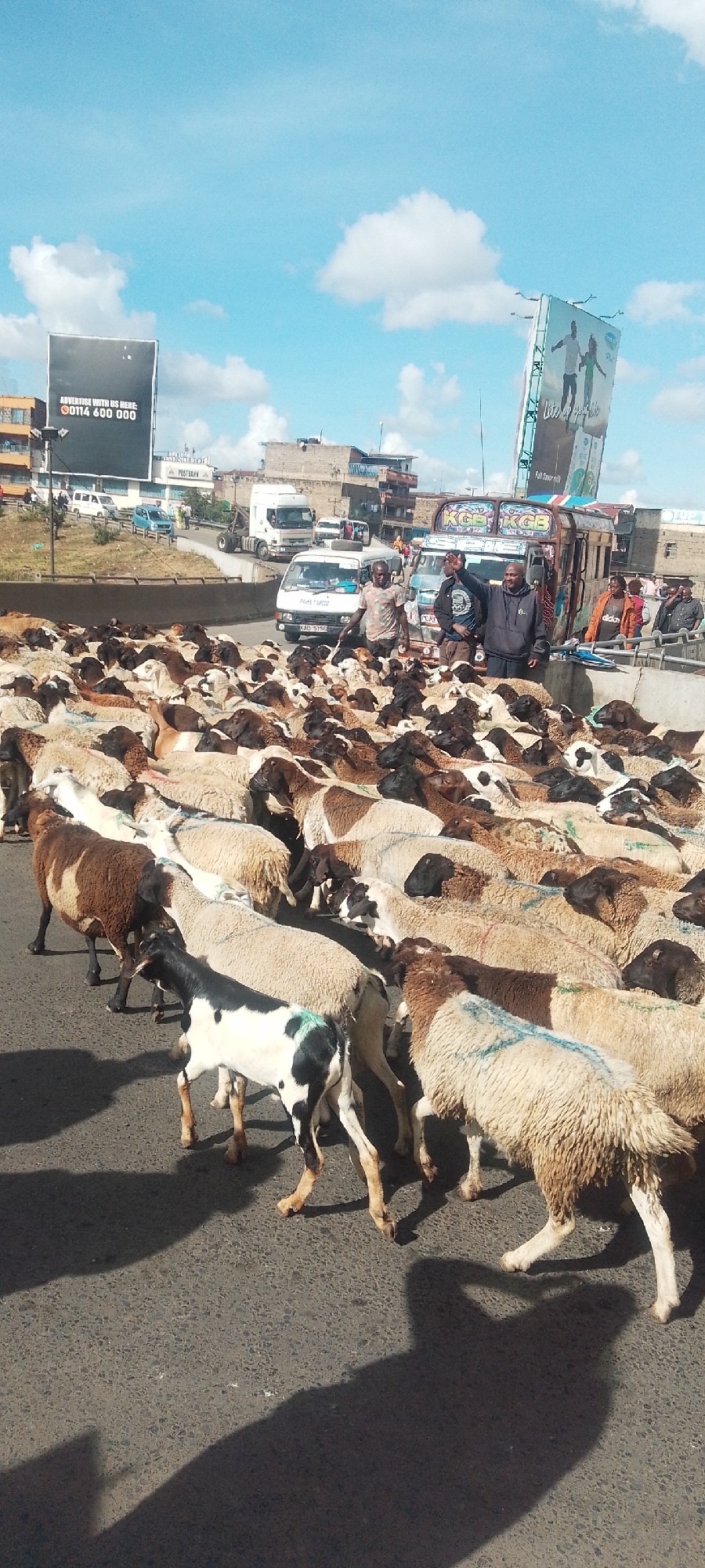 The image depicts a flock of sheep being herded across a paved road, likely a city street, as suggested by the presence of vehicles and buildings in the background. The sheep vary in color, some being mostly white with brown patches, others with black heads, and one with black and white spots. Several men are standing near the sheep, presumably herders overseeing the movement. The scene is set against a backdrop of buildings, a large billboard advertising a phone number (00114 600 000) and the name POSTBANK, and another billboard displaying a lifestyle advertisement. There is a white Prime Sacco van (KAD 515G) and a colorful bus. The buses are identified by the letters KGB. The sky is blue with some clouds. The scene seems to be in Nairobi, Kenya, as evidenced by the license plates and the writing on the bus. The road surface shows the shadows of the people and the sheep.