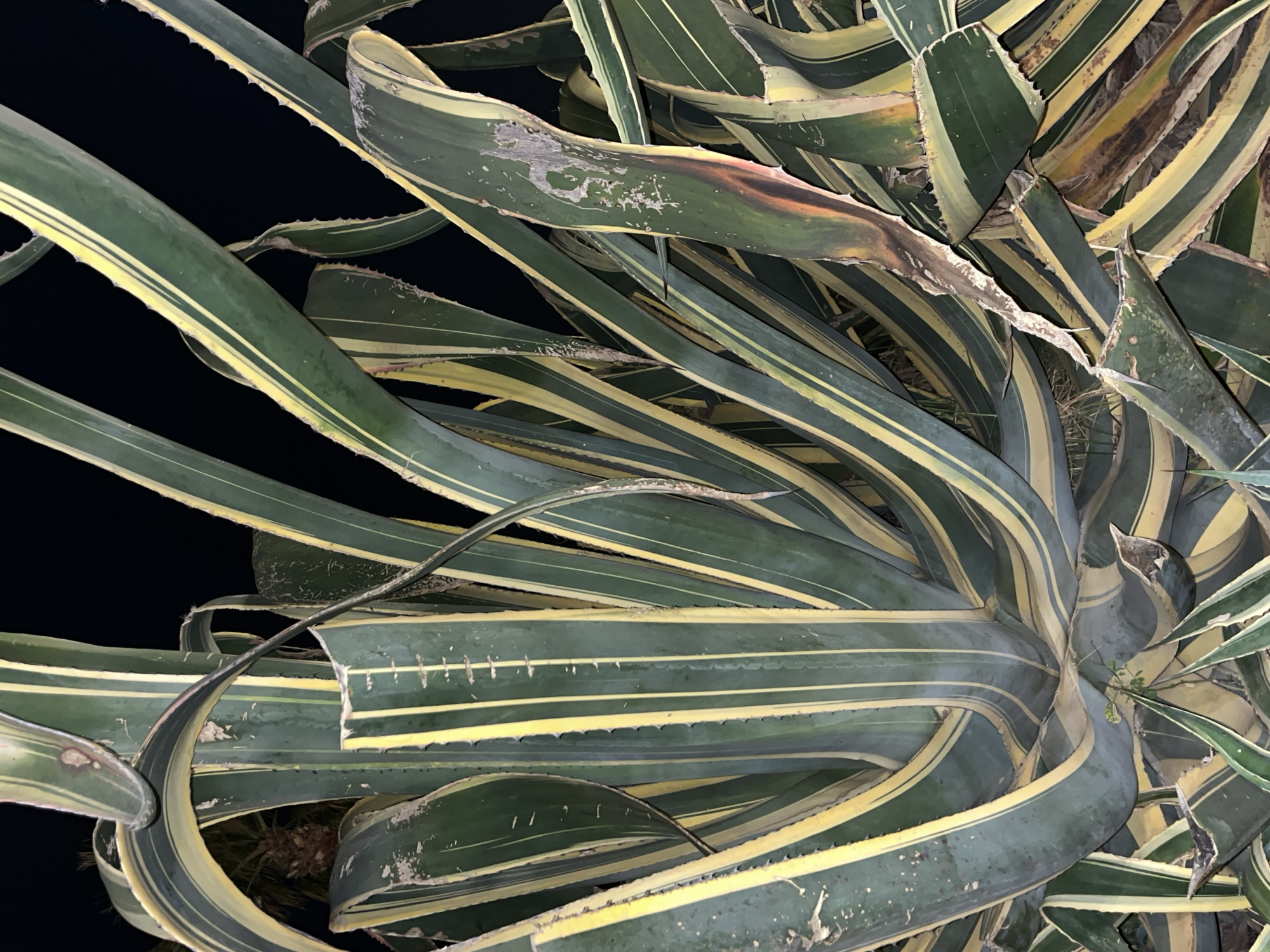 The image displays a close-up, top-down perspective of a large, variegated agave plant, set against a completely black background, indicating nighttime. The plant's thick, fleshy leaves are the primary subject, characterized by a striking pattern of dark green with prominent, bright yellow longitudinal stripes.
The leaves curve and overlap, creating a dense, somewhat chaotic, yet visually interesting composition. Serrated or spiky edges are visible along the margins of many leaves. Several leaves show signs of wear or minor damage, including scuff marks, small tears, and areas of reddish-brown discoloration, particularly on the yellow portions. The plant appears to be illuminated by an external light source, accentuating its textures and colors against the dark surroundings.
No activity is depicted in the image; it is a static capture of the plant. There are no visible people, other distinct objects, or any text. The black background and illumination suggest artificial lighting at night. While the plant species is consistent with warm, arid, or Mediterranean climates like Tel-Aviv, Israel, there are no specific visual cues within the image itself to confirm this location.