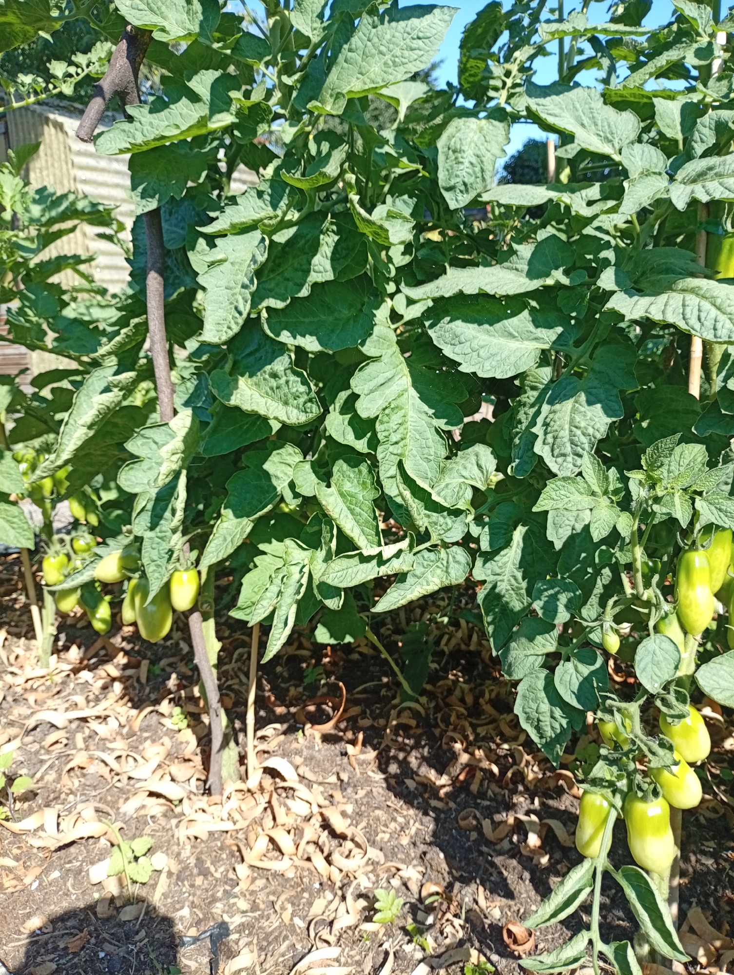 This image depicts a close-up view of a tomato plant with several green, elongated tomatoes growing on it. The plant is supported by a thin, brown stake. The leaves of the plant are a vibrant green and appear healthy. The ground around the plant is covered with dry leaves and some small green shoots. In the background, a portion of a weathered, possibly corrugated metal structure is visible, along with more of the tomato plants and a glimpse of a clear blue sky. The scene is lit by bright sunlight, casting shadows on the ground. There are no people present in the image. The image was taken in the city of Holm, Germany.