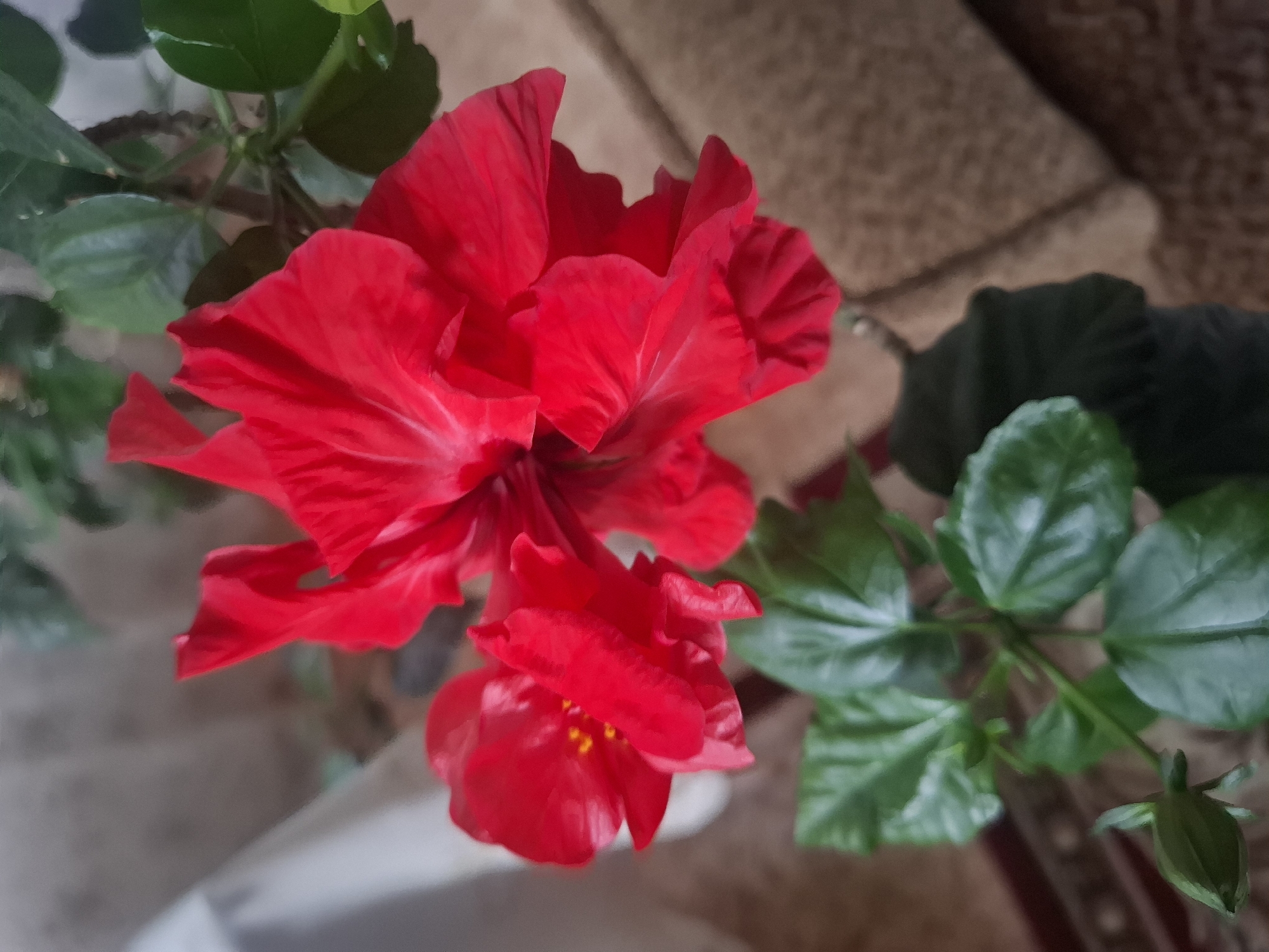 A close-up, overhead shot captures two vibrant red hibiscus flowers in bloom, accompanied by lush green leaves and a closed bud, all part of a potted plant. The background is softly blurred, revealing a warm, textured surface, possibly furniture or carpeting, with hints of a muted color palette. The lighting appears natural, illuminating the floral subjects without harsh shadows. The scene is static and appears to be indoors. There is no indication of the location being in the city of Trylisy, Ukraine, as this information is not visually present in the image.