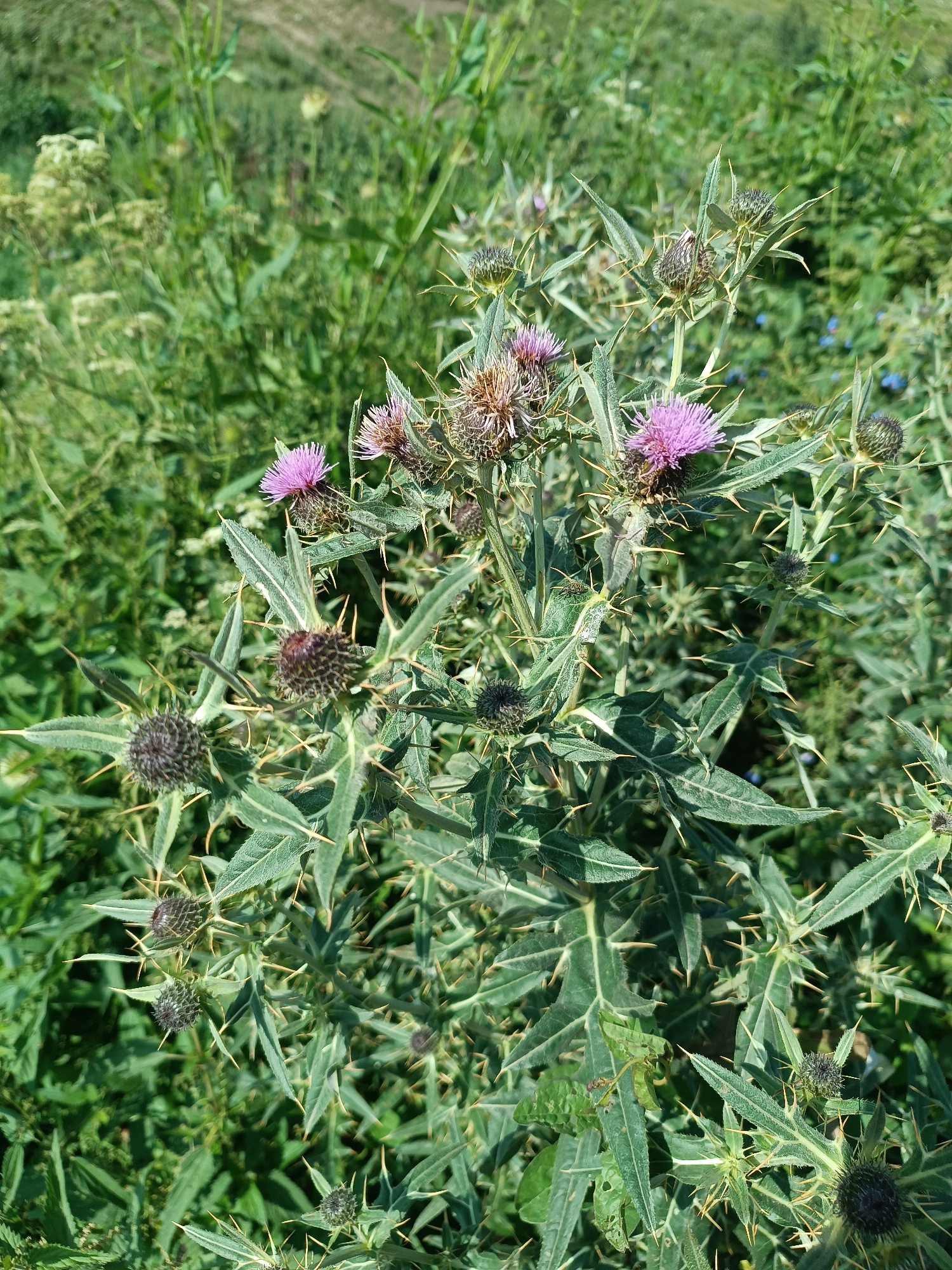 A thorny plant with green, spiky leaves and purple flower heads is shown in close-up against a blurred background of green foliage. The plant has several seed heads, some of which are dark and spiky, while others have opened to reveal delicate purple petals. The image appears to have been taken outdoors on a sunny day, possibly in a natural or rural setting. There is no indication of any people or structures.
