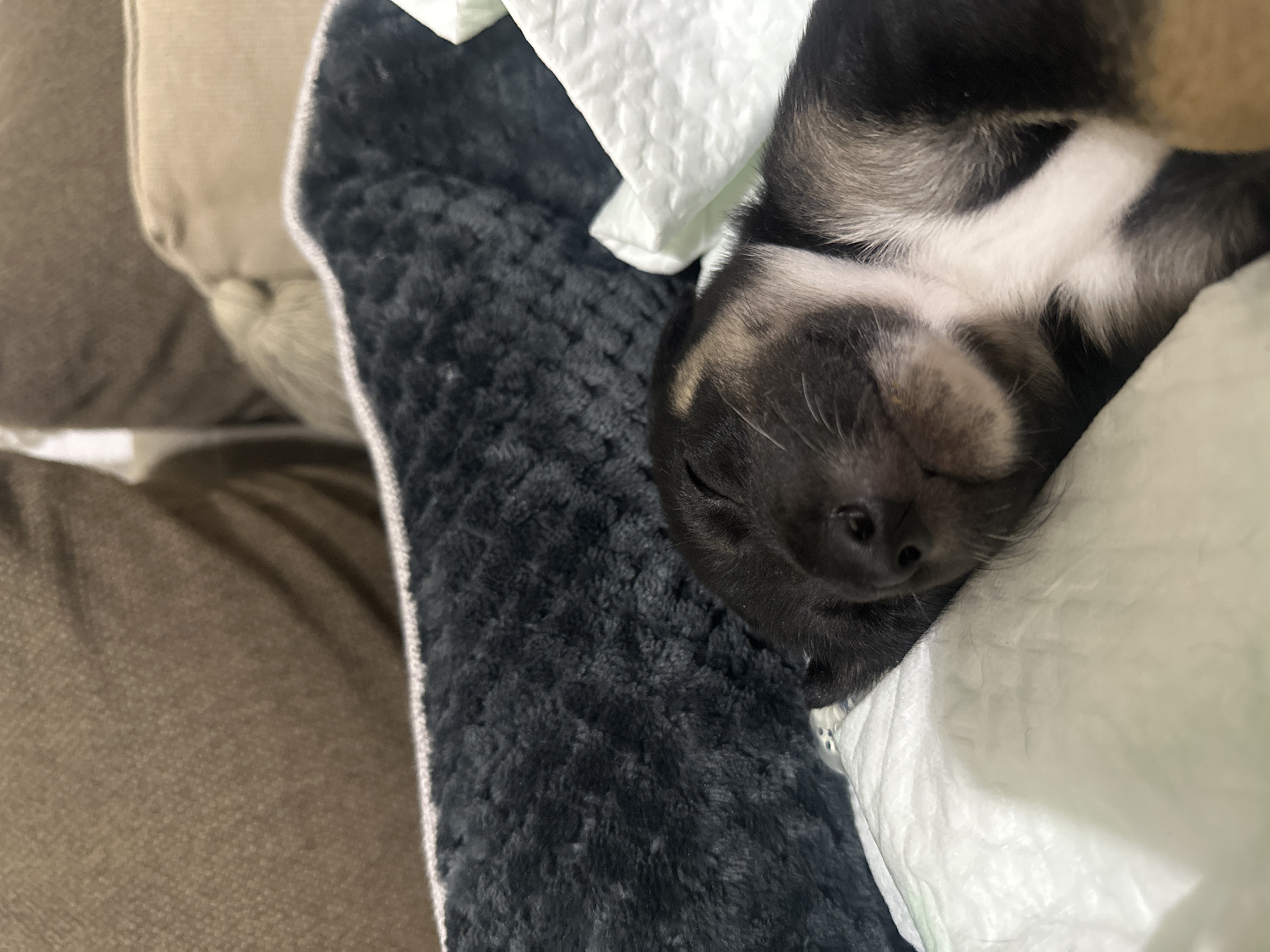 A very young puppy is sleeping soundly on a white absorbent pad, likely a puppy training pad, within a dark grey plush dog bed. The puppy's fur is a mix of black, tan, and white, with tan markings around its eyes and muzzle. Its eyes are closed, and its mouth is slightly open, suggesting deep sleep. The dog bed is positioned on a surface that appears to be a sofa or a large cushion, covered in a textured brown fabric. Behind the dog bed, more sofa cushions are visible, one in a light tan color with a decorative tassel. The scene is indoors, in a dimly lit room, creating a peaceful and cozy atmosphere for the sleeping puppy. The location is specified as being in Detelina, Bulgaria.