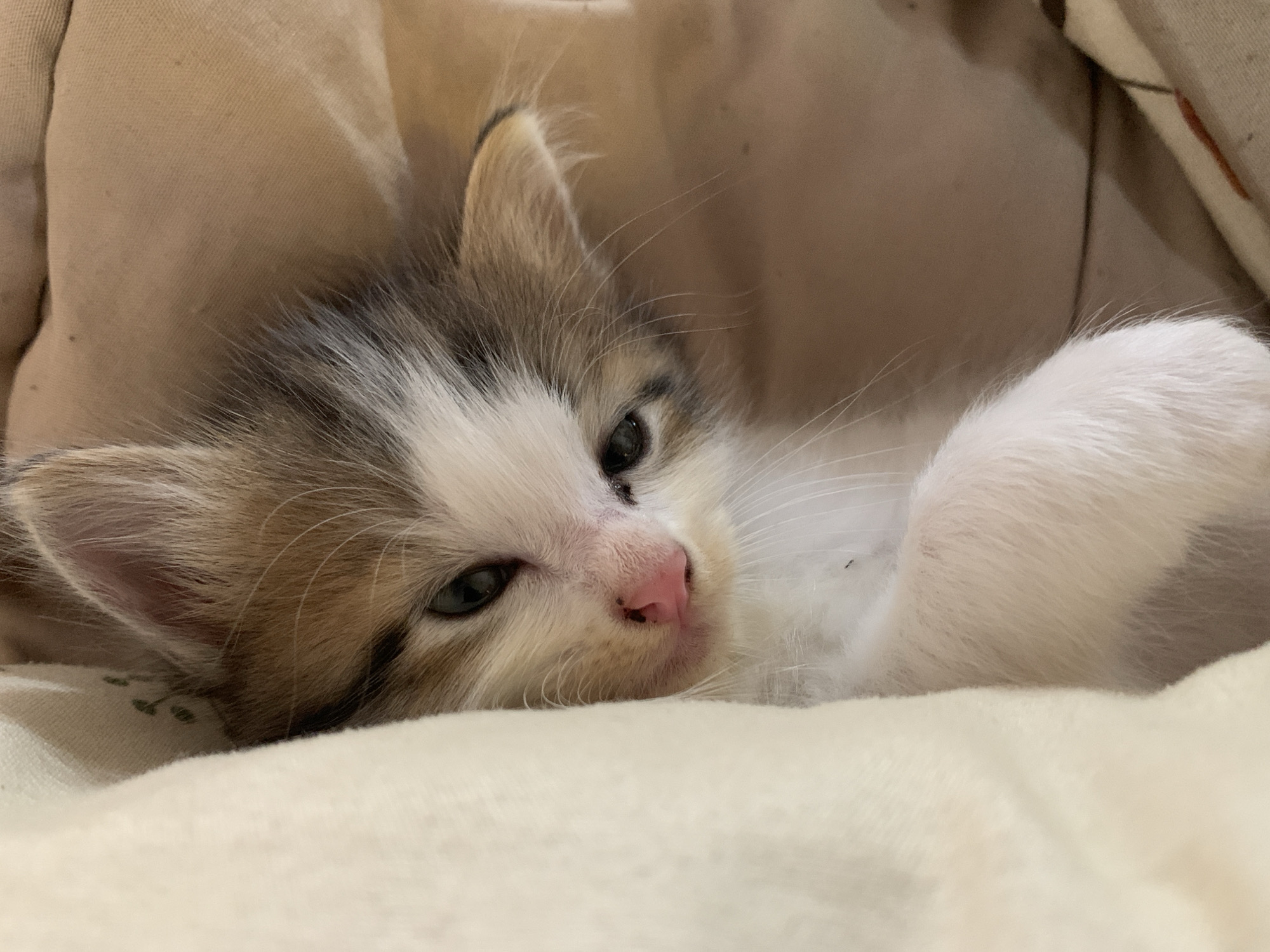 A young, fluffy kitten is captured in a close-up, horizontal portrait, resting comfortably on soft bedding in Tanjungsepreh, Indonesia. The kitten, displaying a calico or tortie pattern with patches of white, brown/ginger, and grey/black fur, is lying on its side or back. Its head is gently tilted, and its dark blue-green eyes are partially open, gazing towards the viewer. A delicate pink nose and numerous prominent whiskers add to its endearing features. One white, fluffy front paw is visible, slightly raised.
The kitten is nestled on a light cream or white blanket, which features a subtle pattern of small, light green leaf-like motifs in areas closest to its head. The background consists of a blurred, soft tan fabric, likely part of a cushion or another piece of bedding, contributing to the cozy and warm indoor setting. The lighting is soft and diffused, creating a peaceful and relaxed atmosphere. The kitten appears tranquil and possibly sleepy. No visible text is present in the image.
