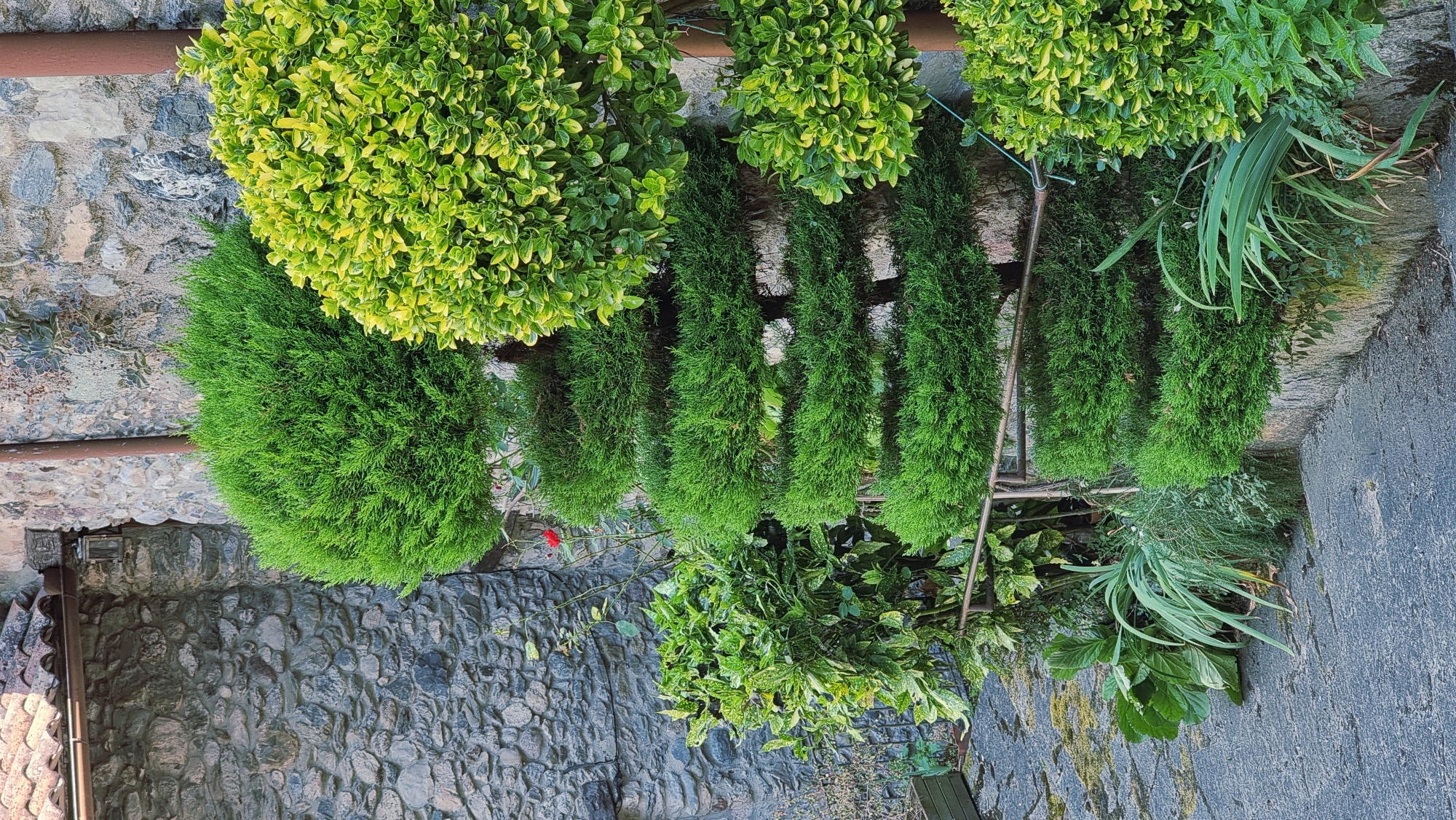 The image depicts an outdoor scene in Camprodon, Spain, featuring meticulously sculpted evergreen bushes against a textured stone wall. A spiral-shaped evergreen tree, possibly a cypress, is the central element, its layers of foliage forming distinct bands. To its right, a round, bushy plant with bright green and yellow variegated leaves is positioned. To the left of the spiral tree, a denser, leafy green plant is visible. The background is dominated by a rough-hewn stone wall, with some moss or lichen growth and a reddish-brown pipe running vertically. A tiled roof overhang is partially visible at the top left. The ground in the foreground is paved with grey stones, suggesting a walkway or steps. A thin metal railing runs horizontally across the middle of the frame, supporting the pruned bushes. There are no people or animals present in the image. The scene appears to be a garden or courtyard setting.